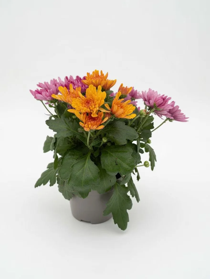 Chrysanthemum_Plant-3.jpg