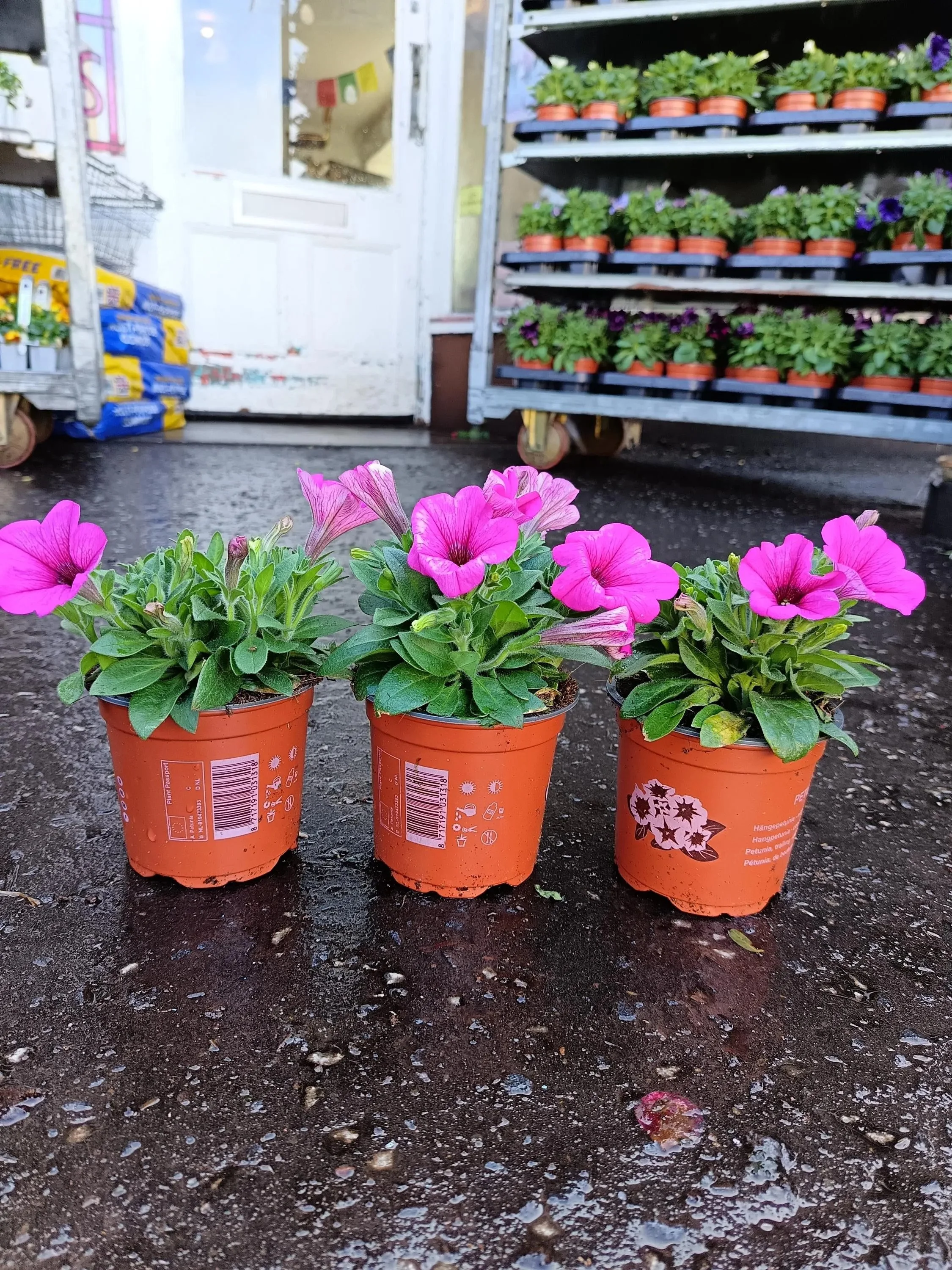 Petunia_Plants-4.jpg