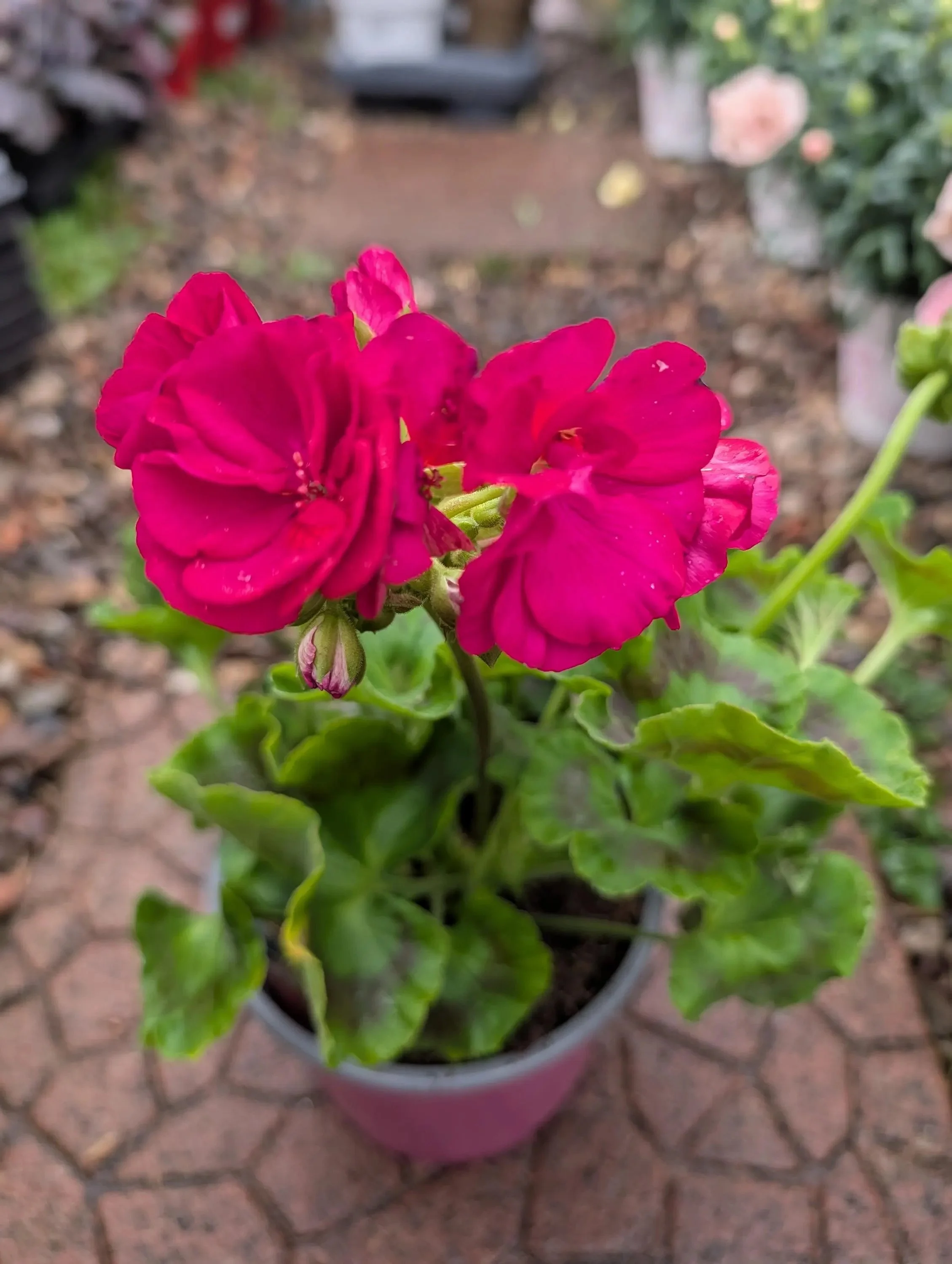 Geranium_Plant-Pink-2.jpg
