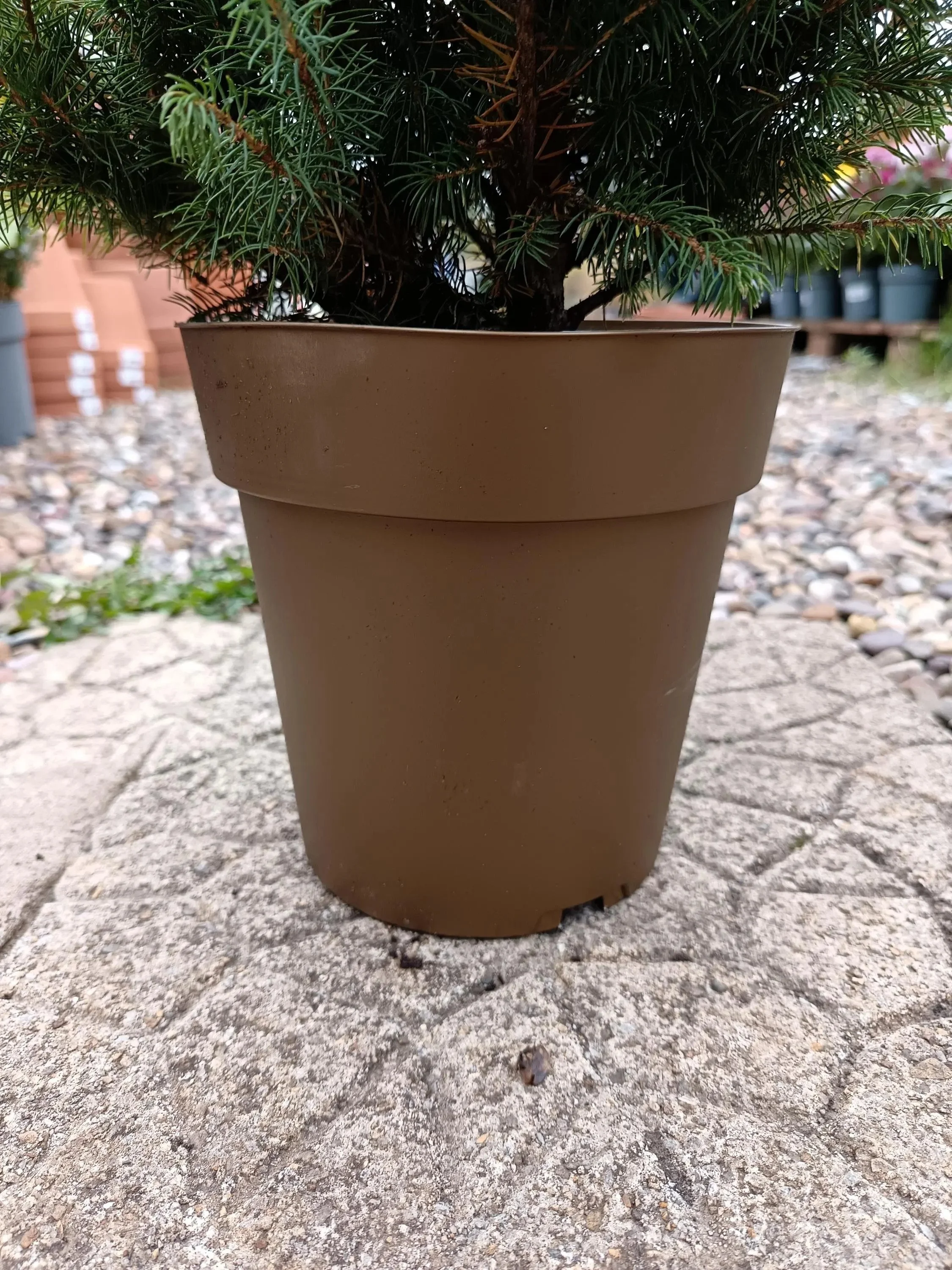 Picea_Glauca_Spruce-2.jpg