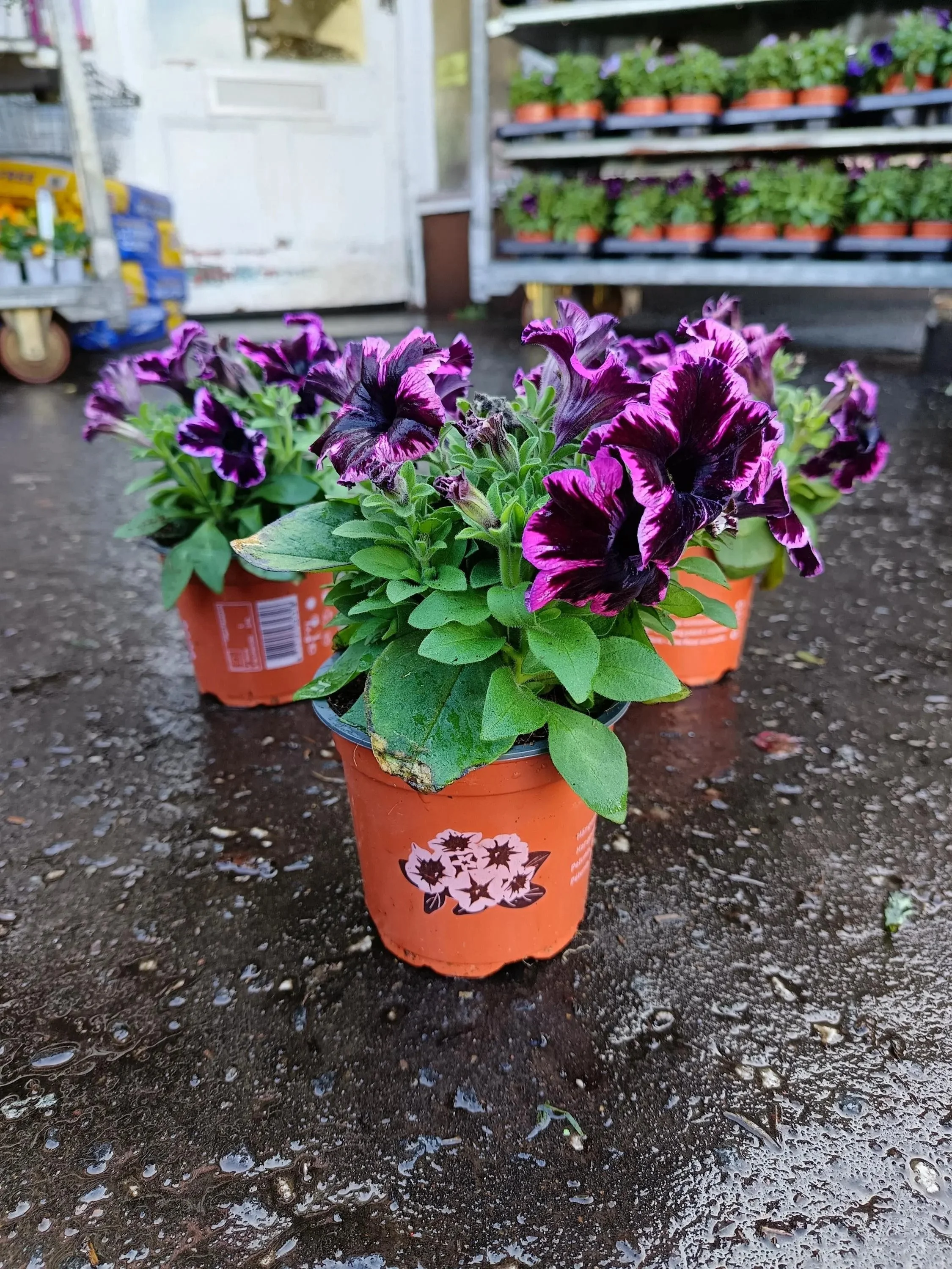 Petunia_Plants-14.jpg