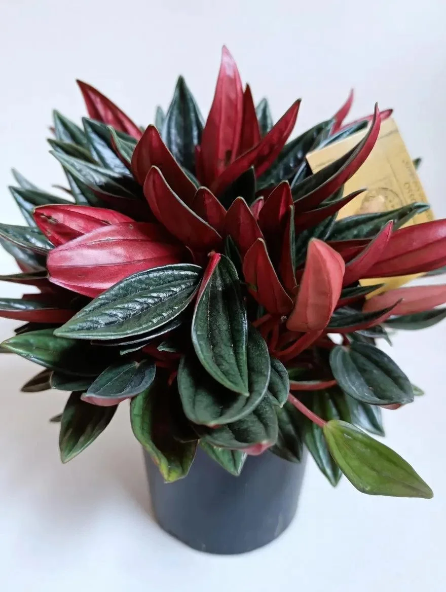 Peperomia_Caperata_Rosso-3.jpg