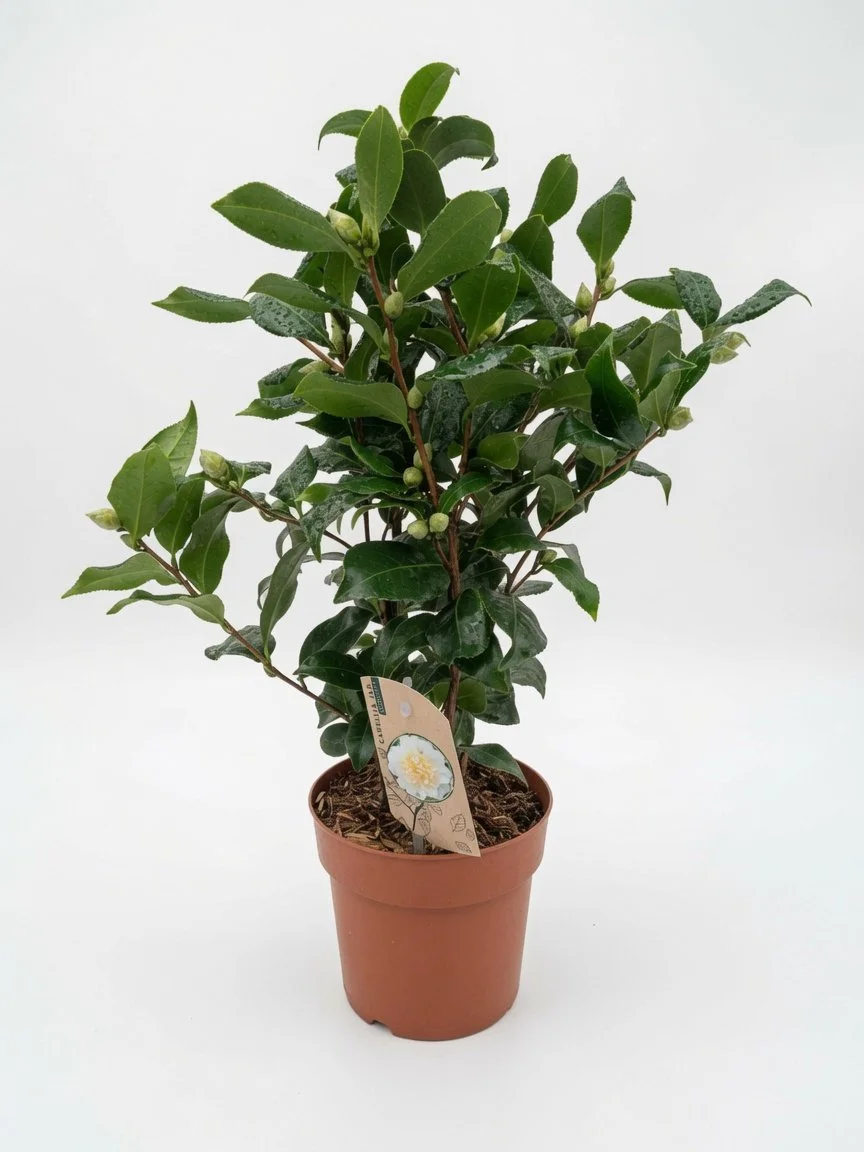 Camellia_Evergreen_Shrub_2-01.jpg