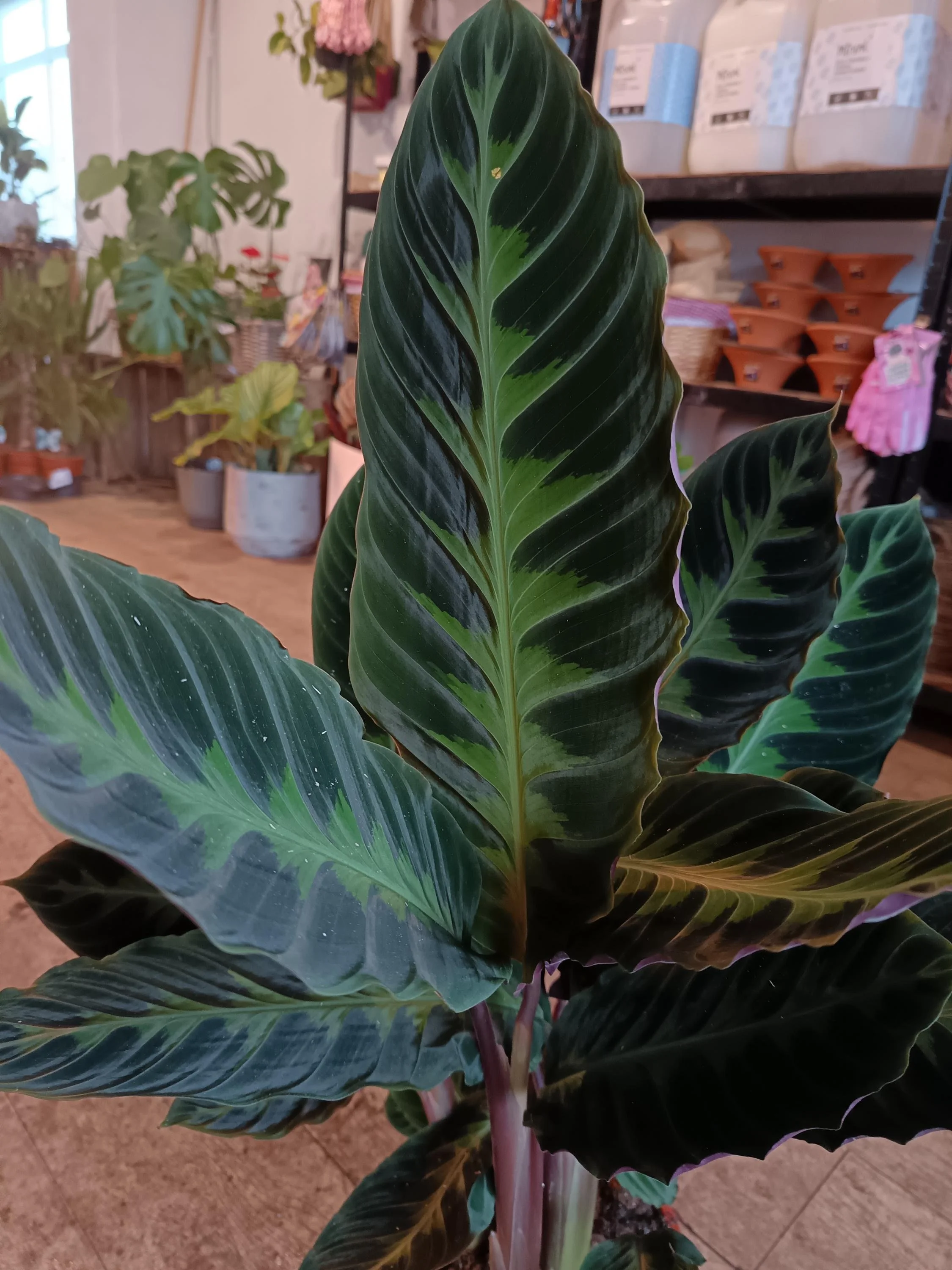Calathea_Warscewiczii-1.jpg