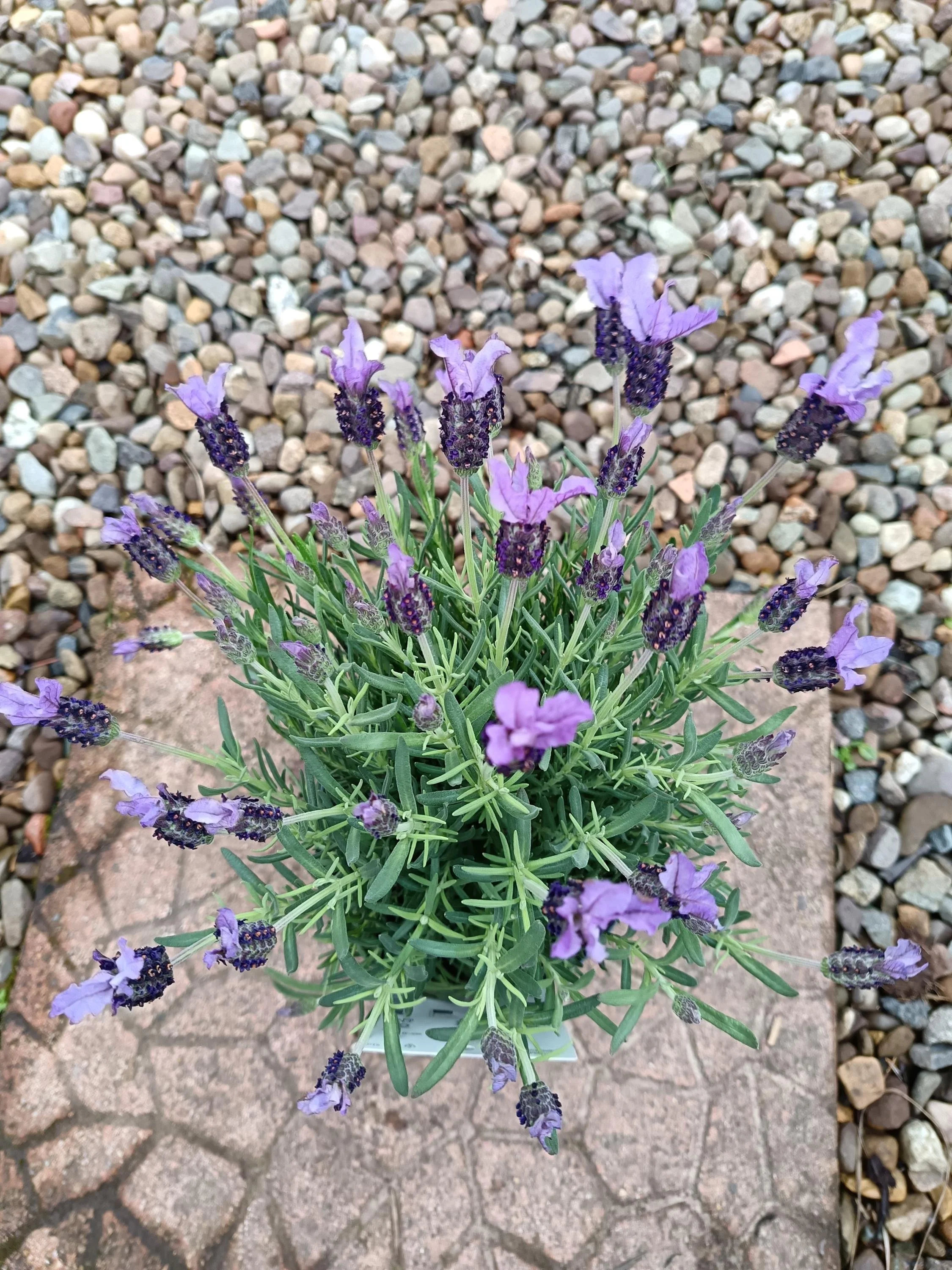 Lavender_Plant-7.jpg