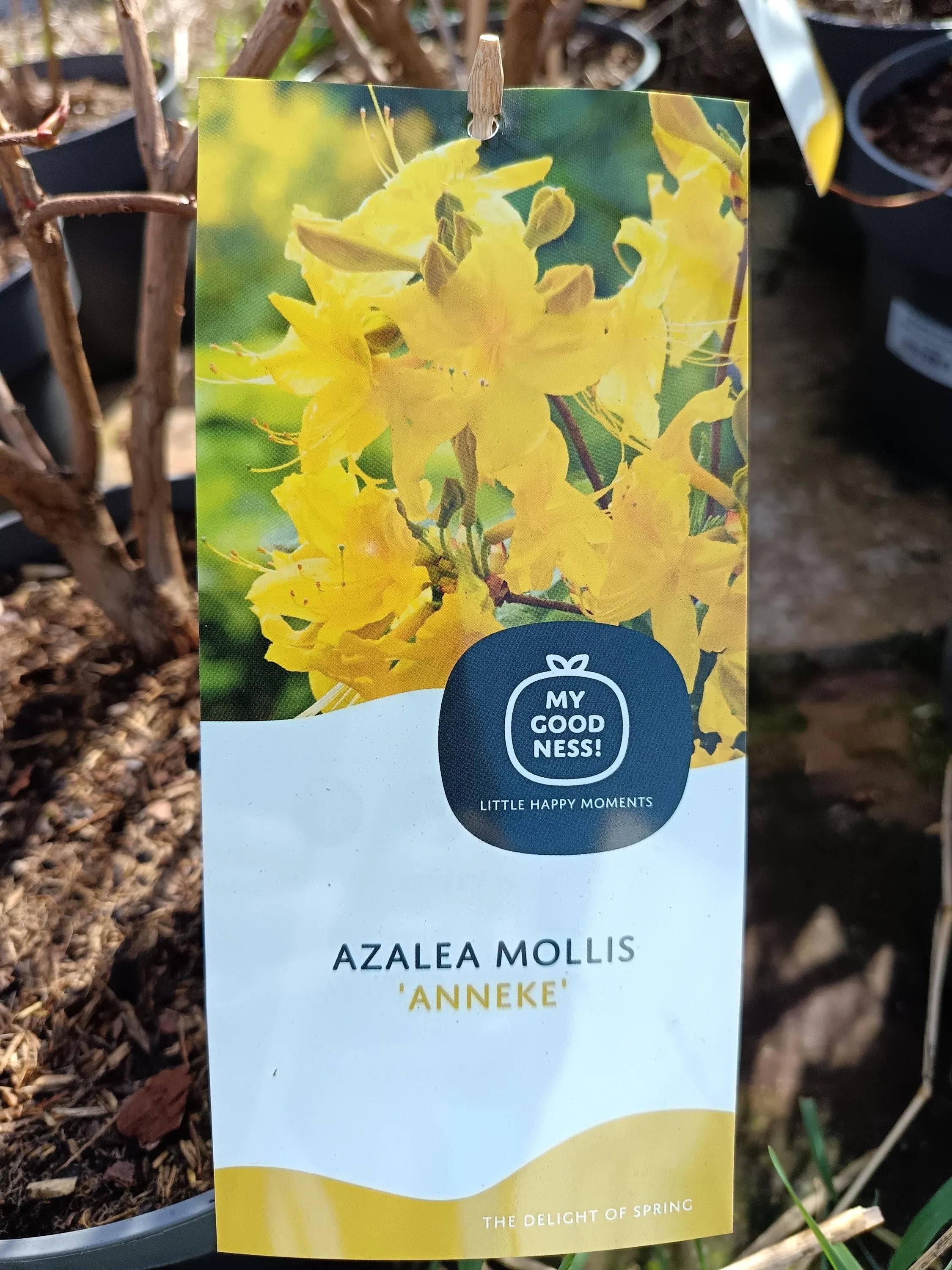 Azalea_Mollis_Deciduous-7.jpg