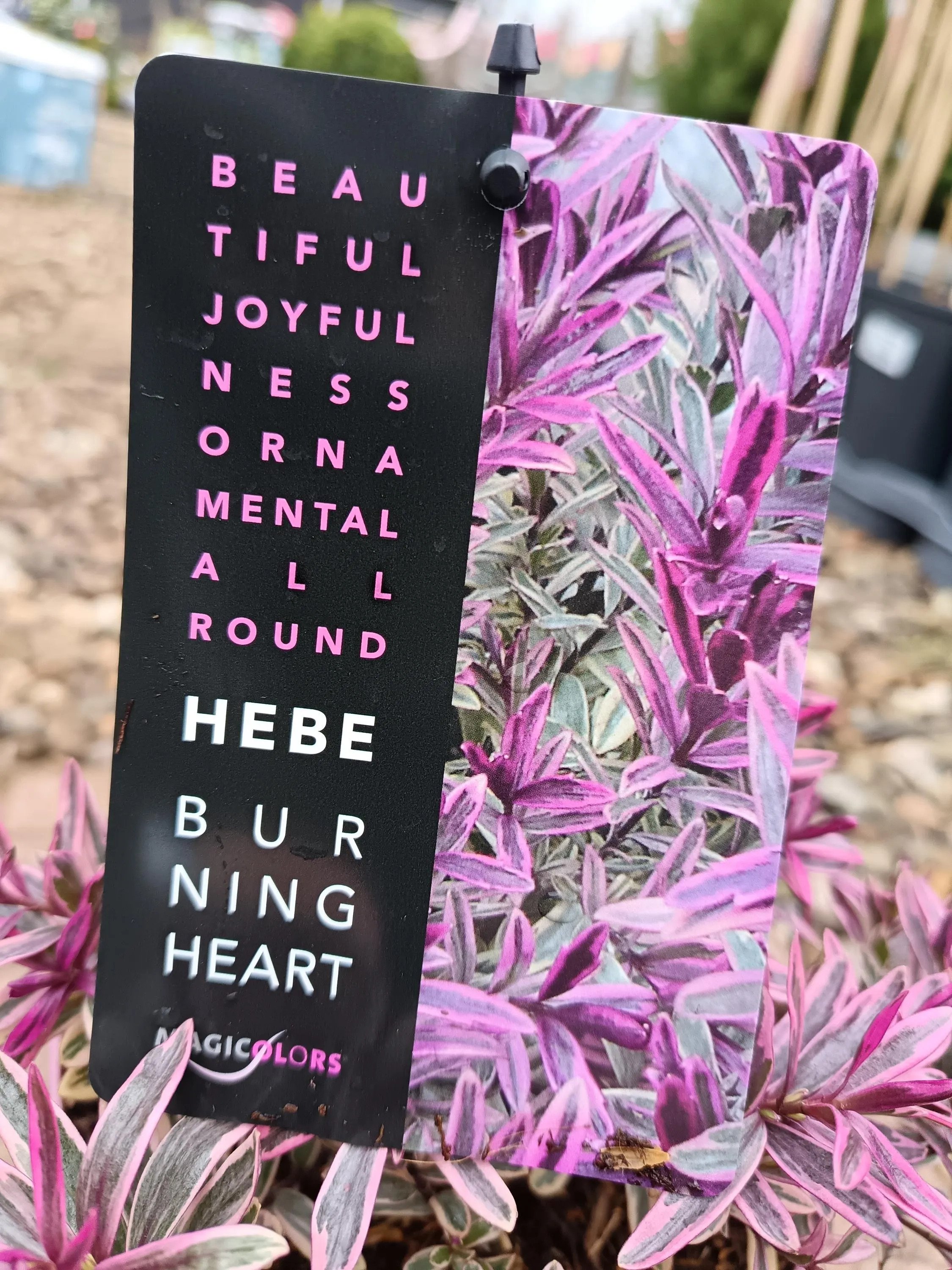 Hebe_Plant-4.jpg