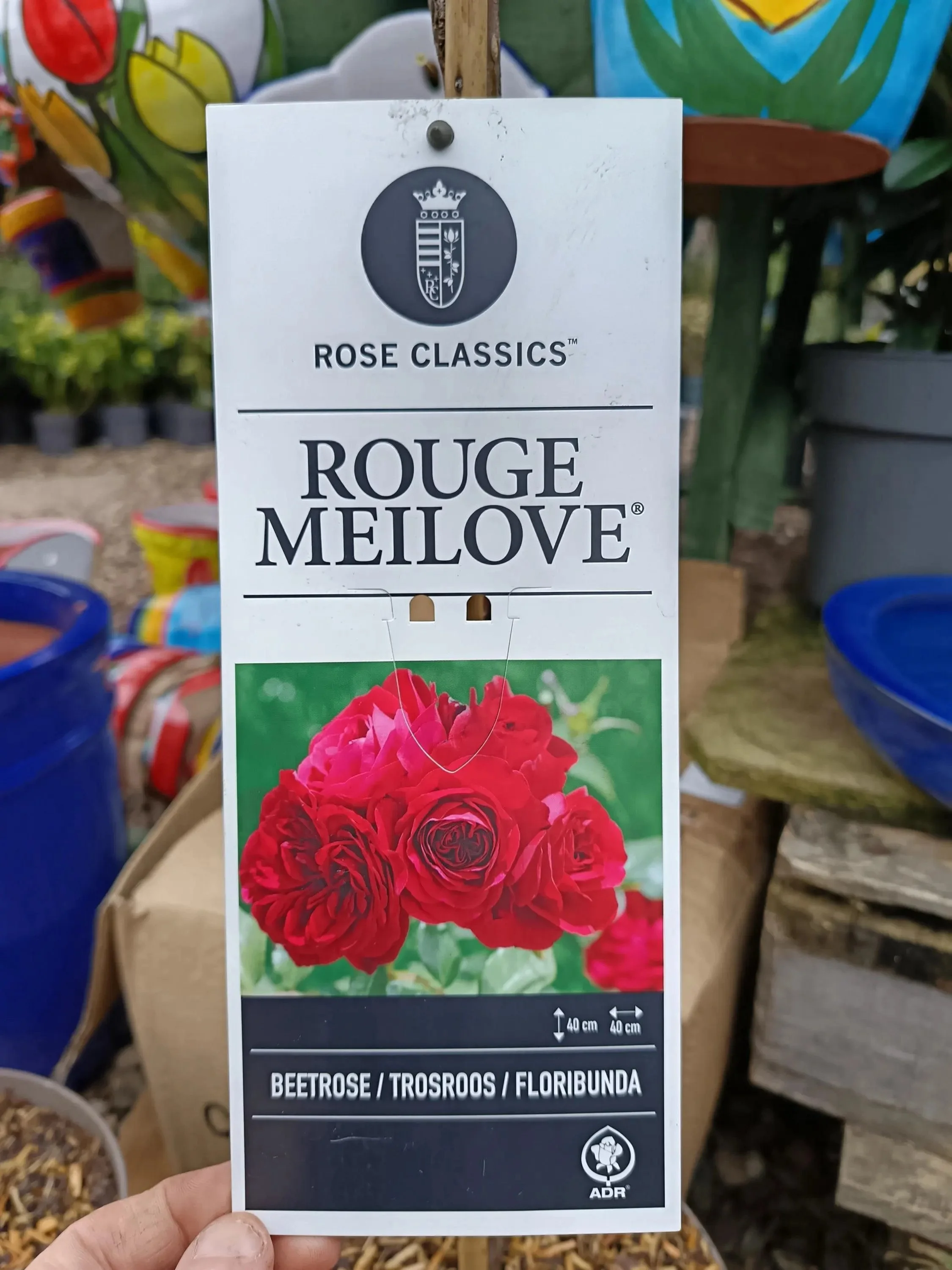Garden_Roses_ 5L_Pot-Rouge.jpg