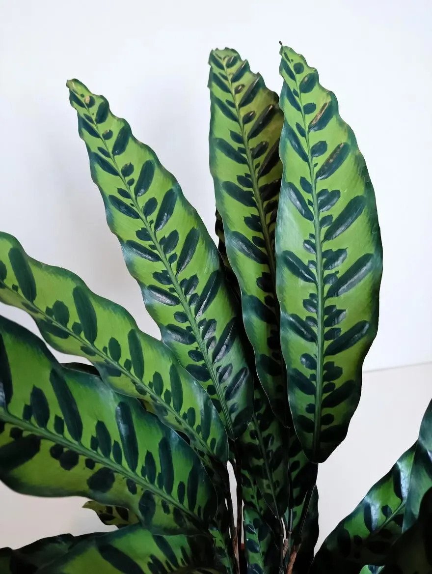 Calathea_Lancifolia-2.jpg