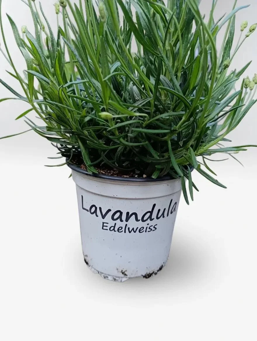 English_Lavender_12cm-7.jpg