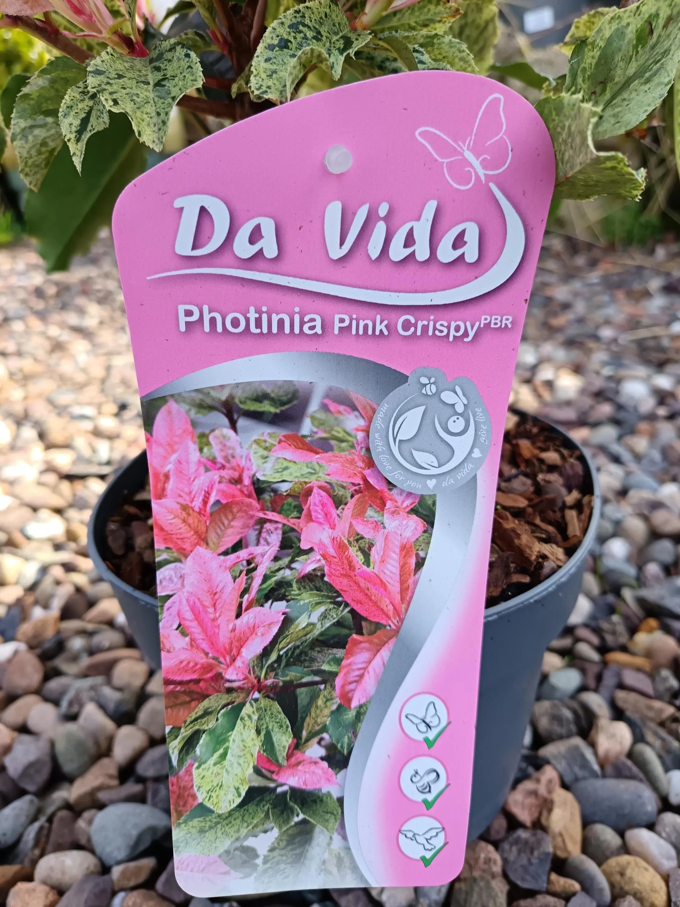 Photinia_Pink_Crispy-1.jpg