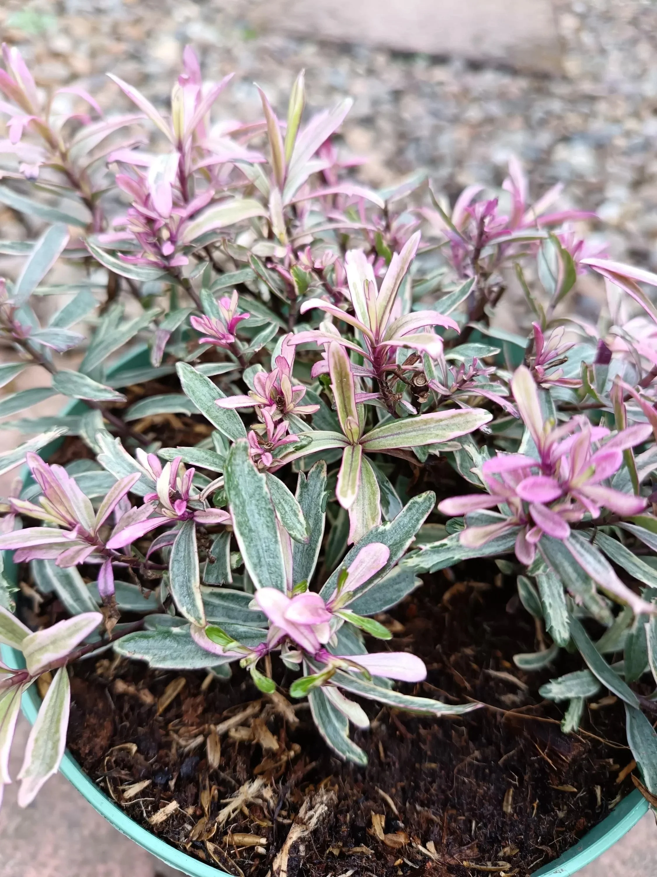 Hebe_Plant-2.jpg