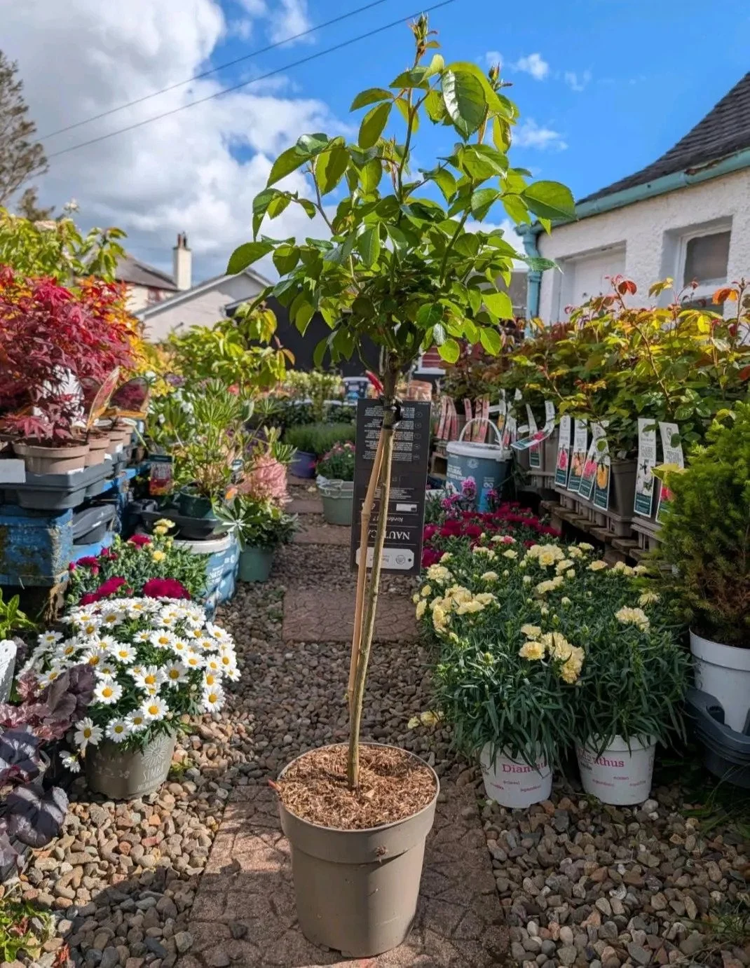 Live Floribunda Standard Rose Tree (5L Pot) - 70cm Garden Rose