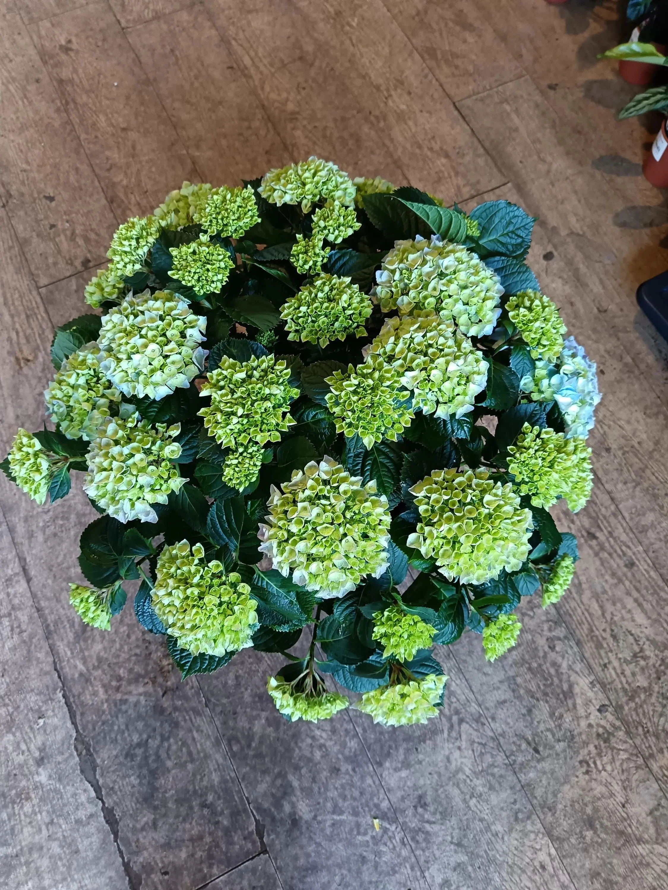 Blue_Hydrangea_Shrub-1.jpg