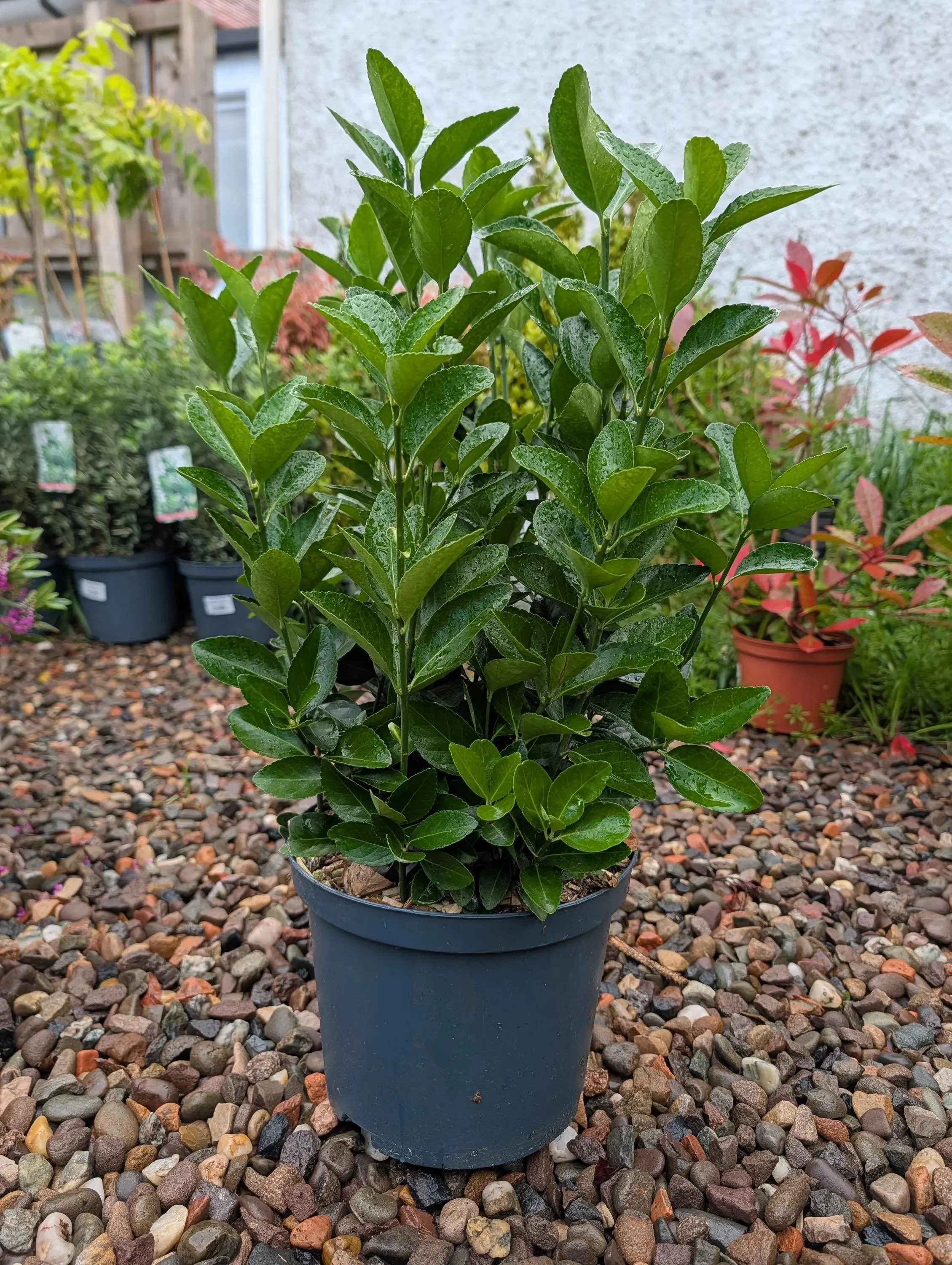 Euonymus_5L-Pulch.jpg