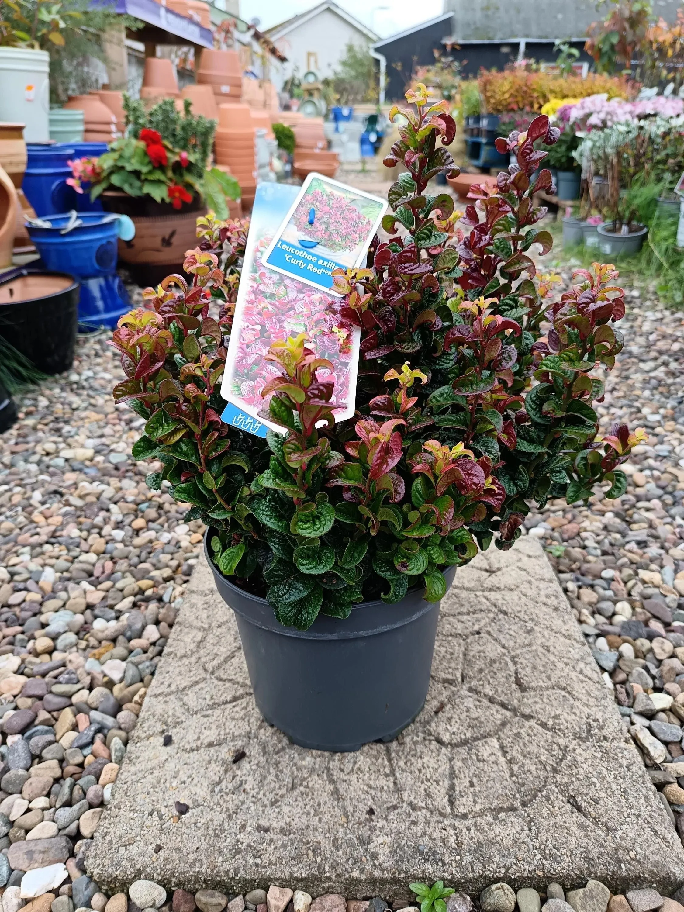 Leucothoe_Shrubs-4.jpg