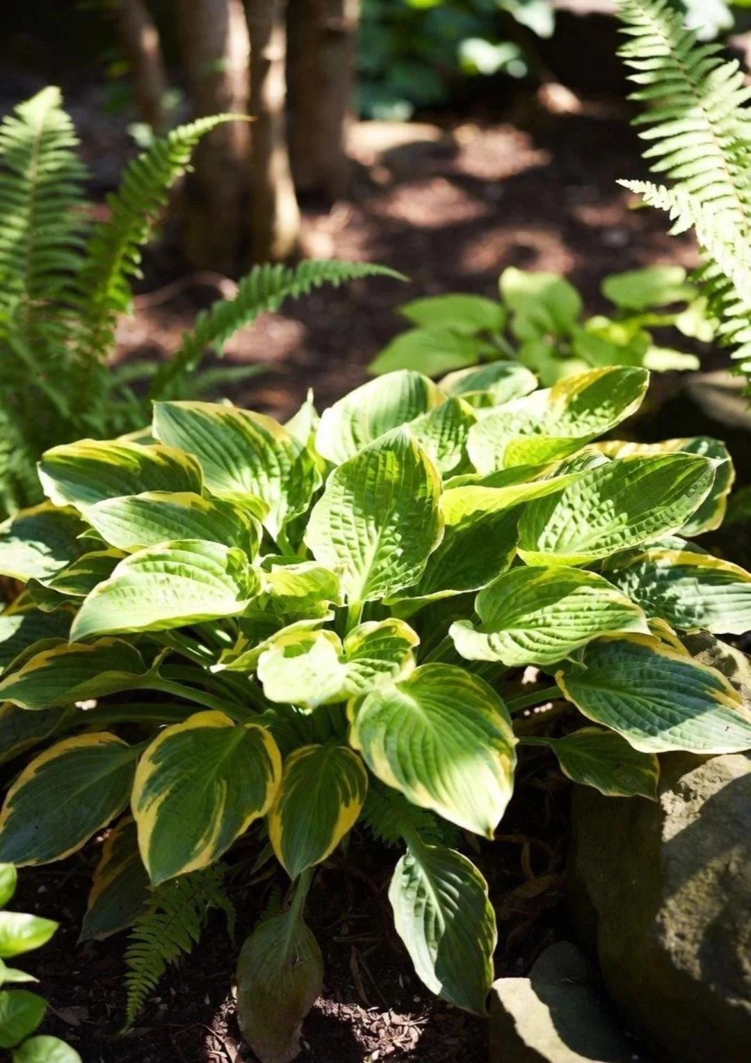 Hosta_Plant-5.jpg