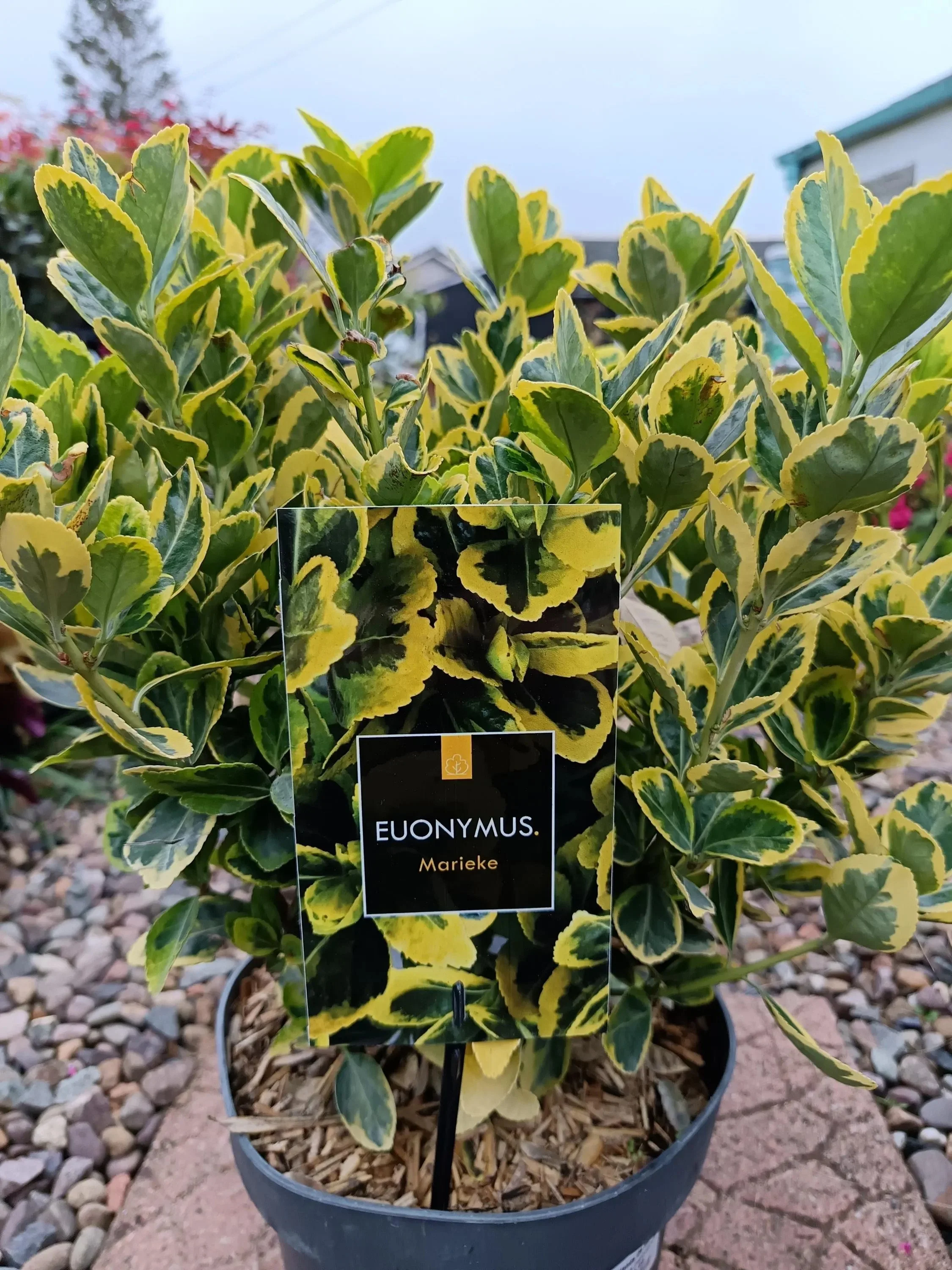 Euonymus_5L-Eounumys-1.jpg