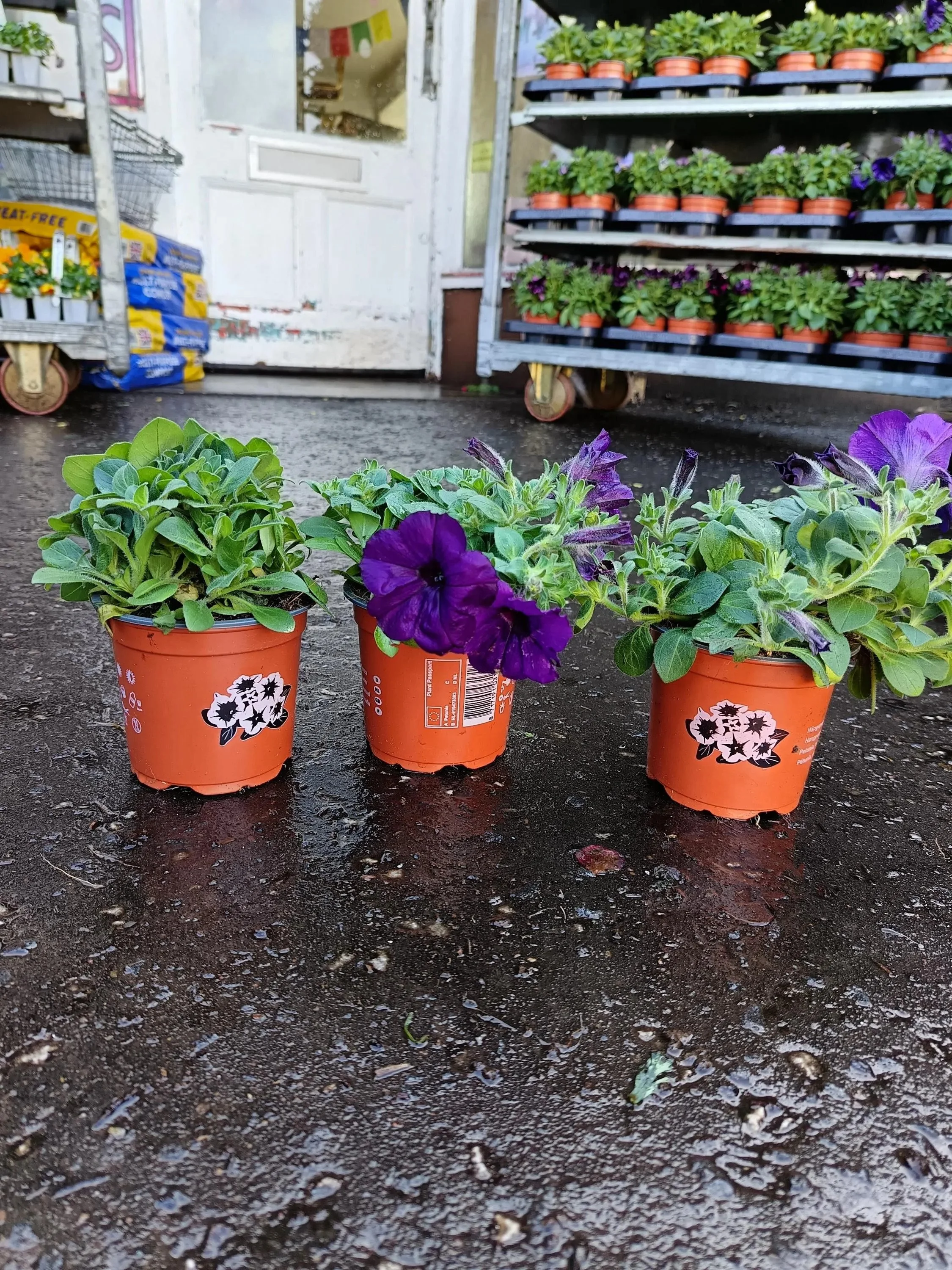 Petunia_Plants-10.jpg