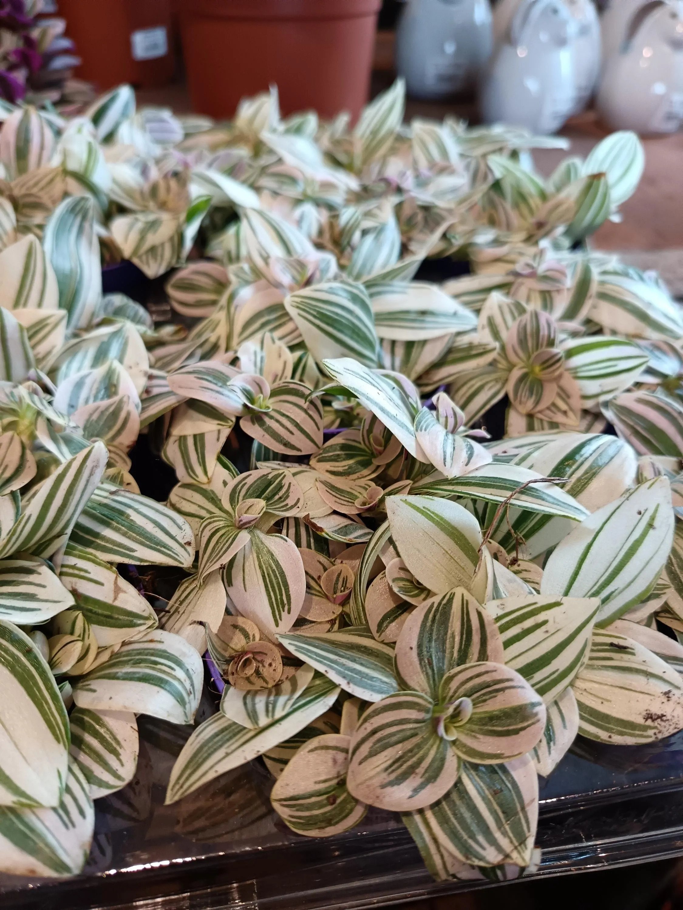 Tradescantia_Nanouk_Plant-5.jpg