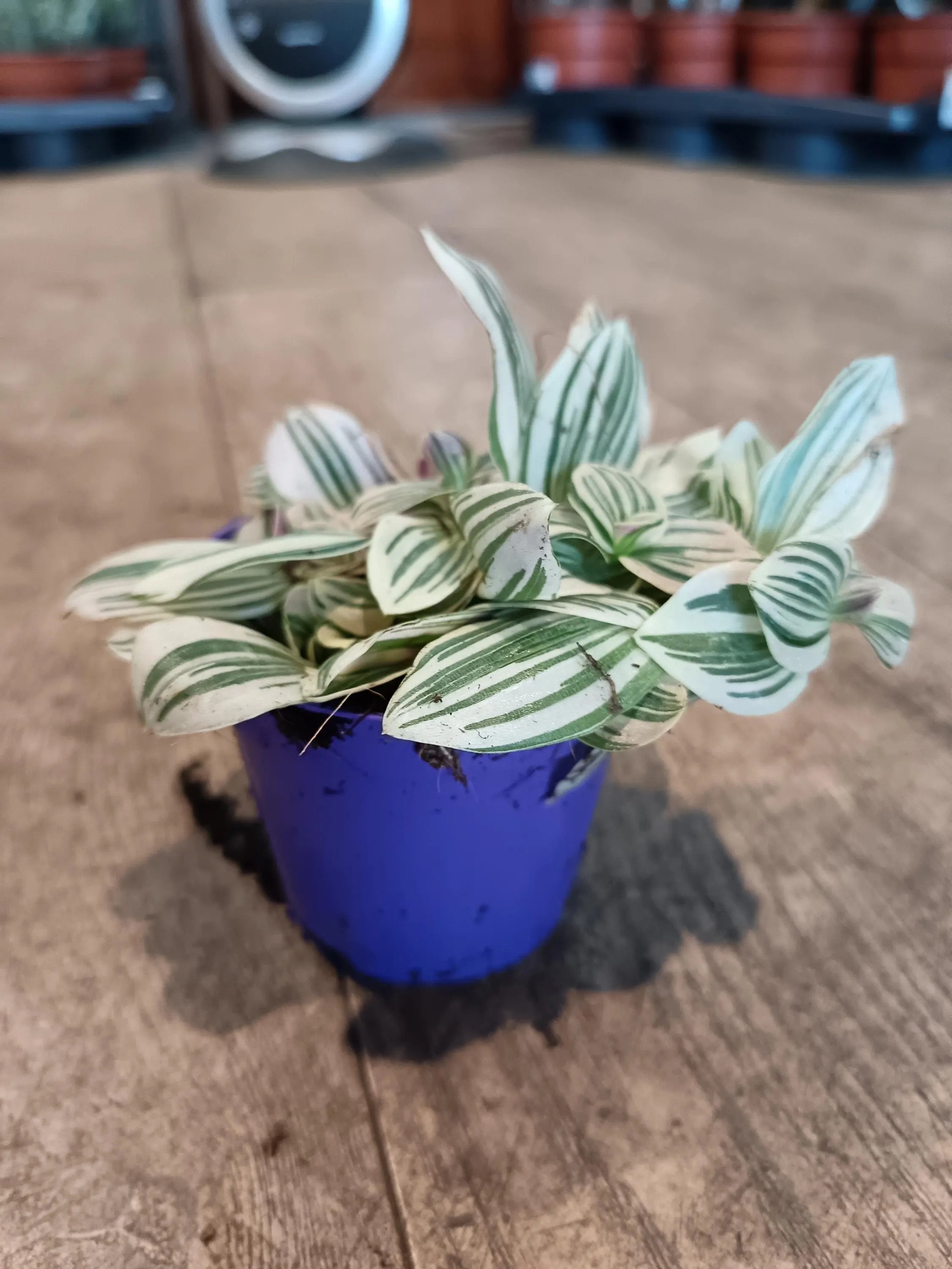 Tradescantia_Nanouk_Plant.jpg