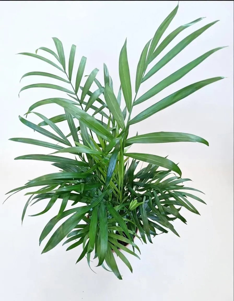 Parlour_Palm-1.jpg