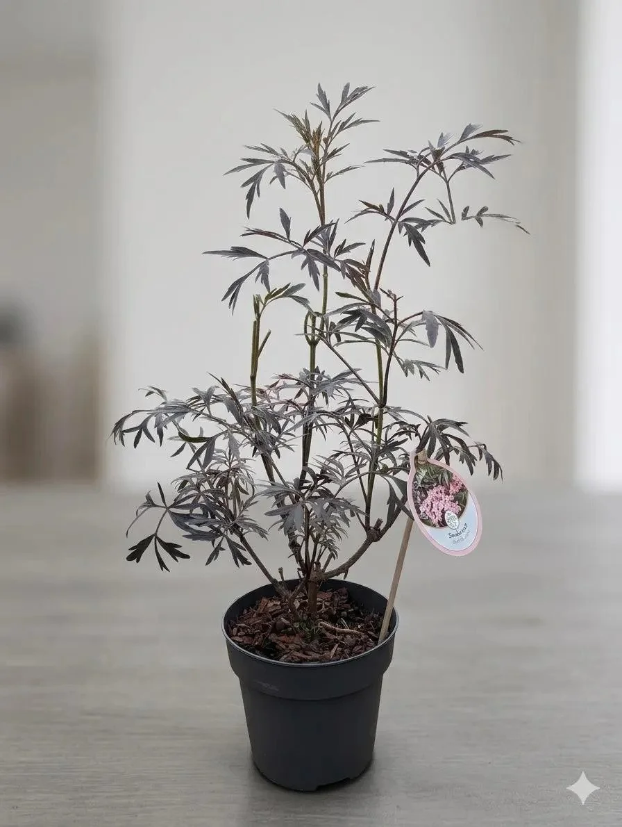 Sambucus nigra 'Black Lace' Elderberry Shrub (2L Pot)