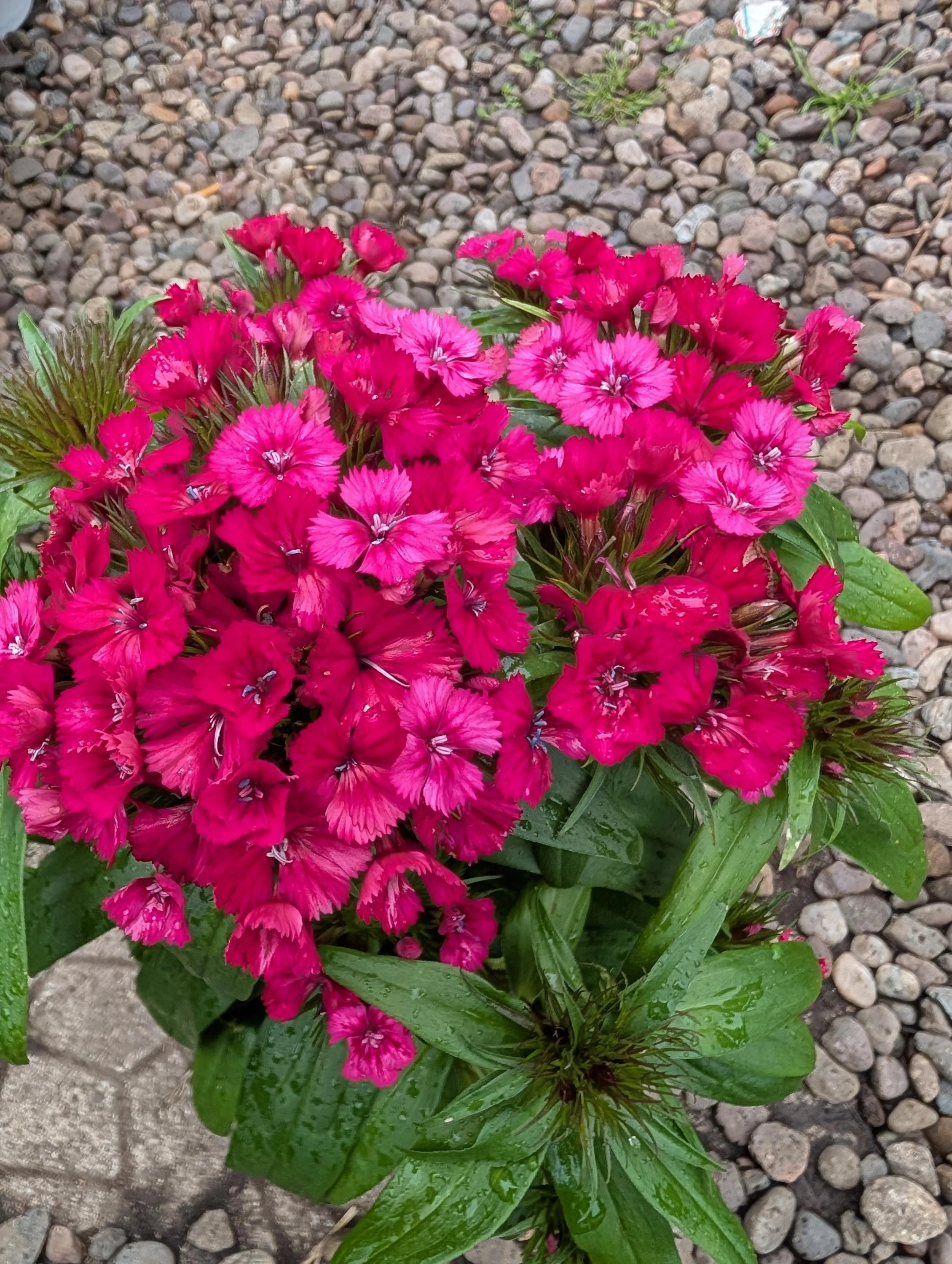 Sweet_William_Plant -8.jpg