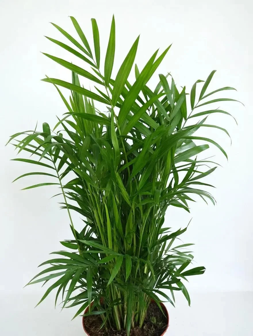 Parlour_Palm-4.jpg