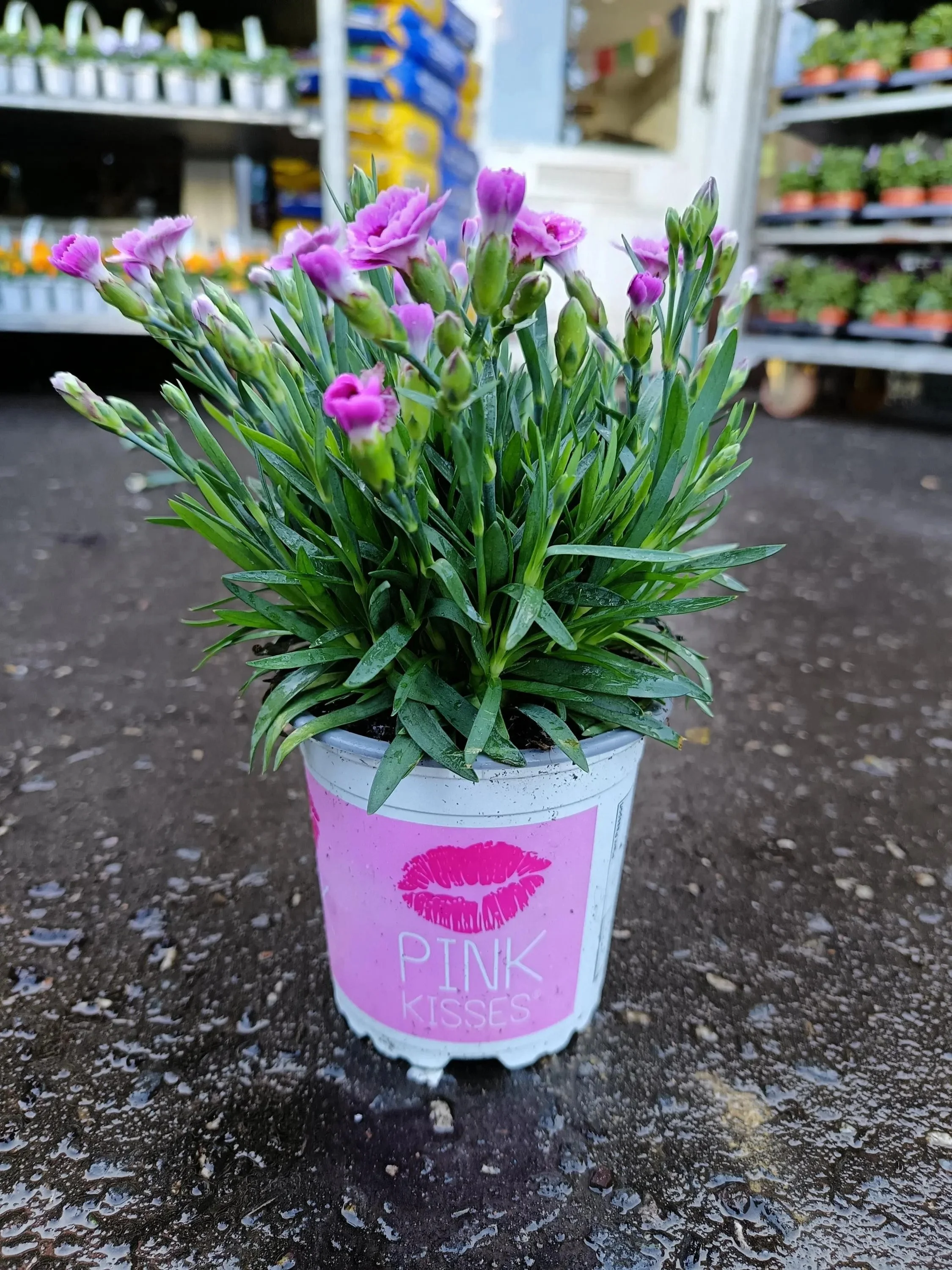 Pink_Kisses-2.jpg