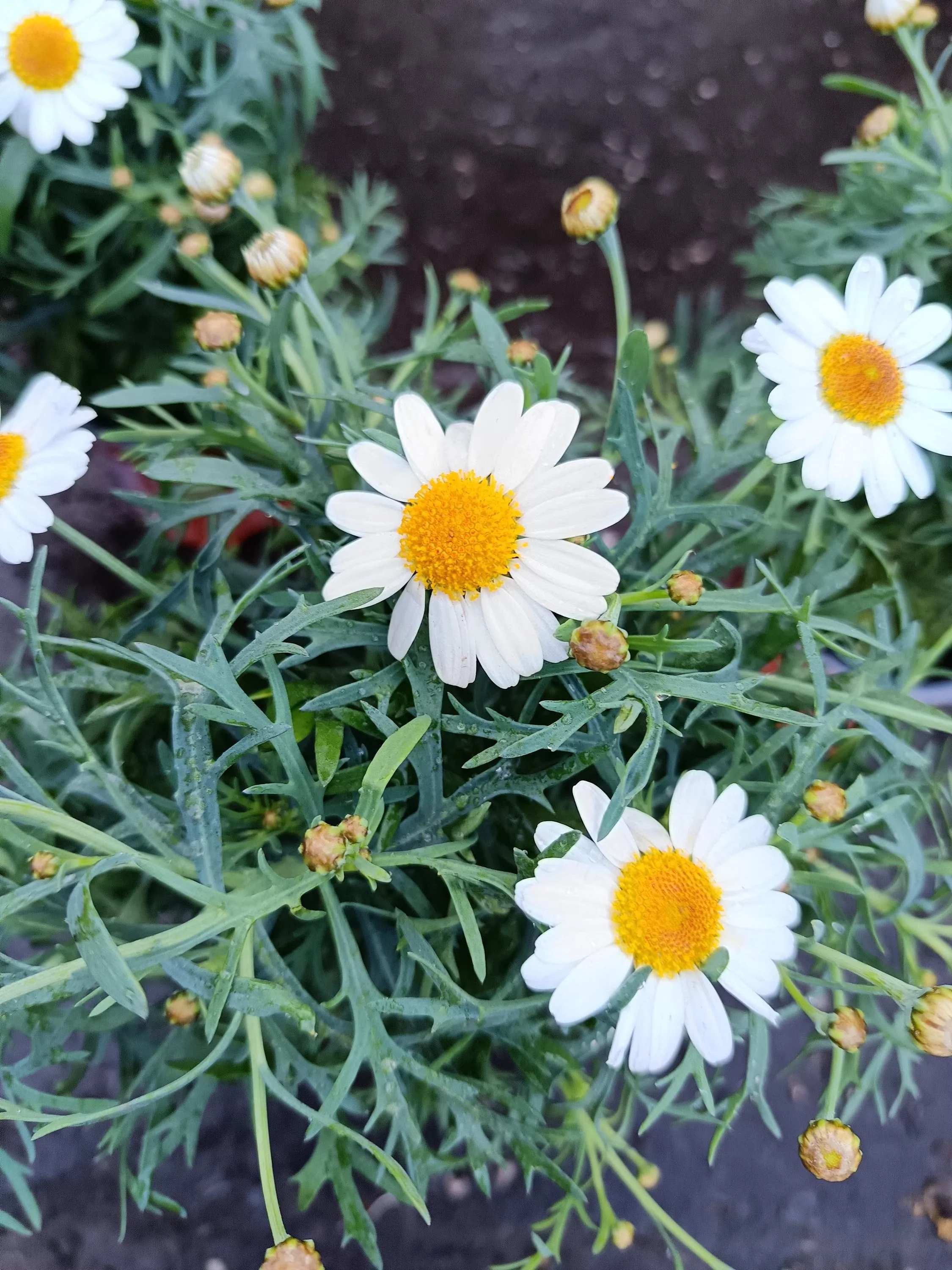 White_Marguerite_Daisy_Plant-5.jpg