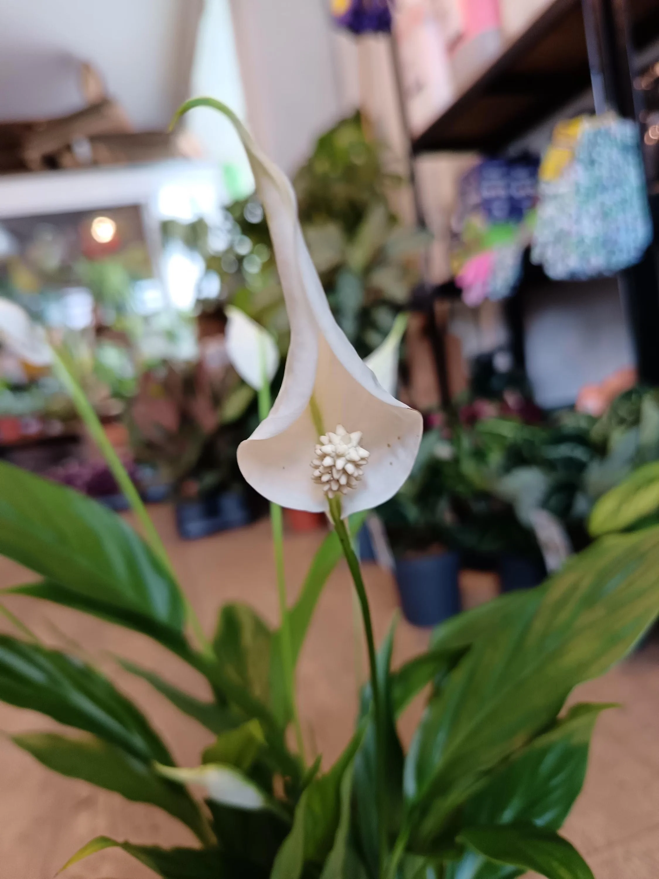 Peace_Lily-1.jpg