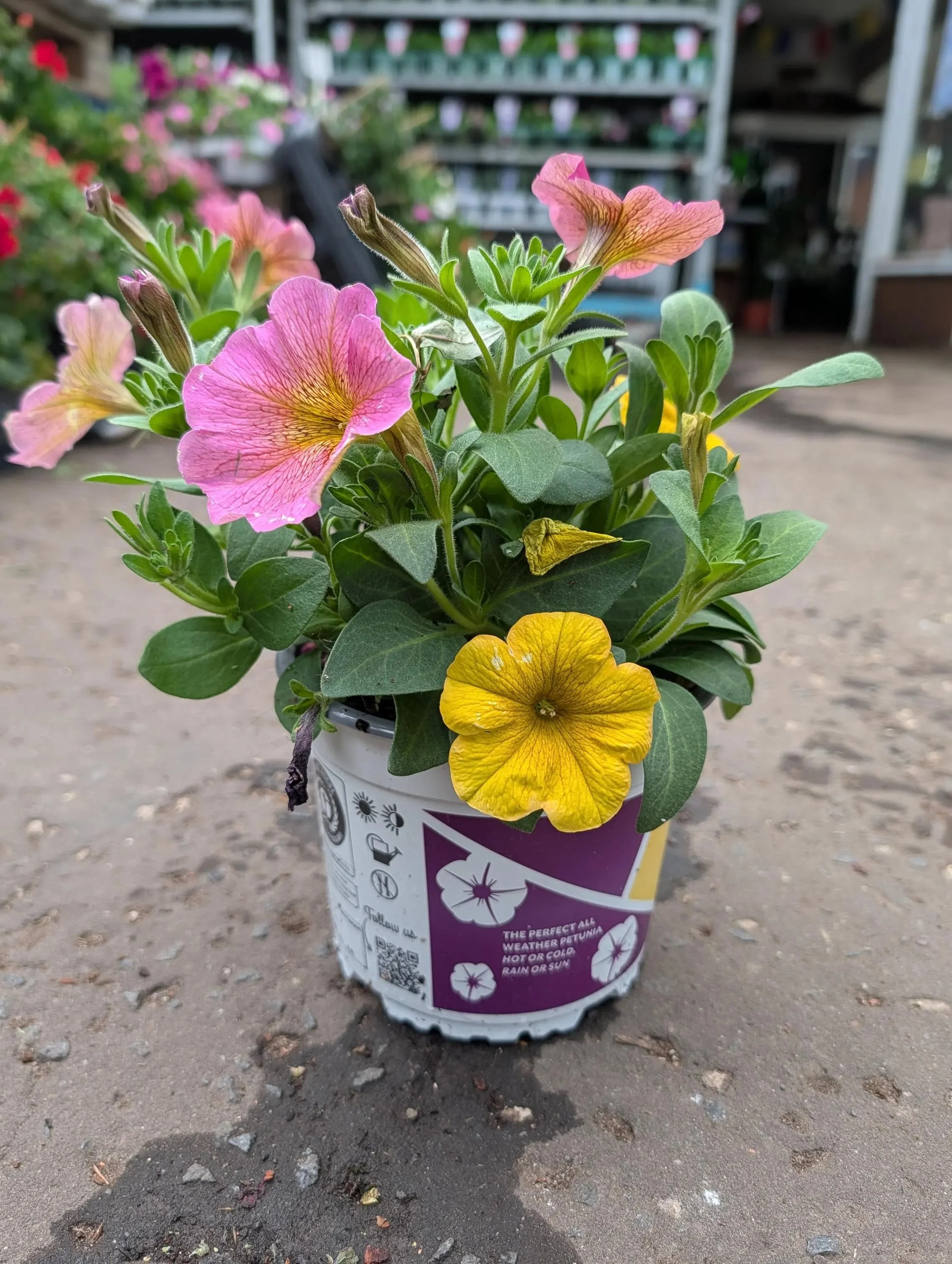 Petchoa_Plants.jpg