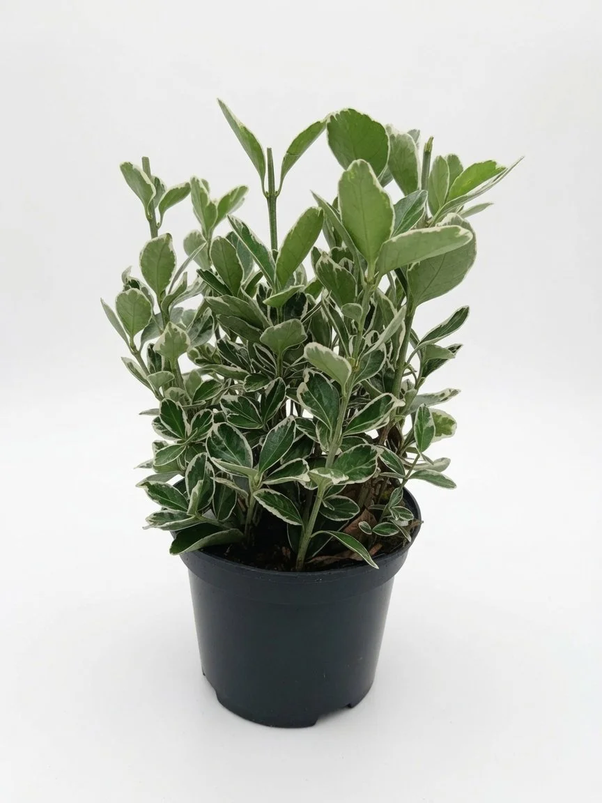 Euonymus_Japonicus(1).jpg