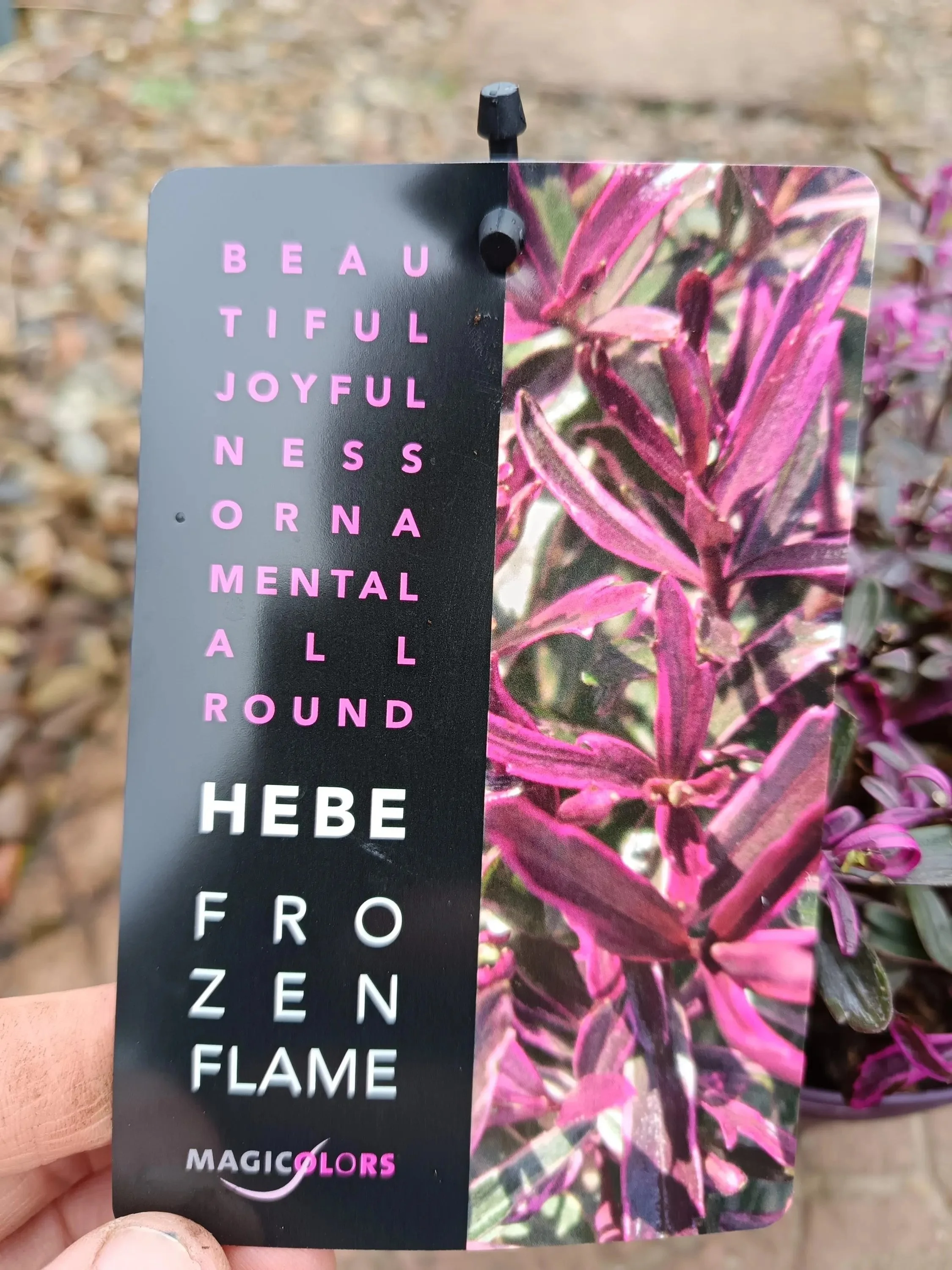 Hebe_Plant-11.jpg