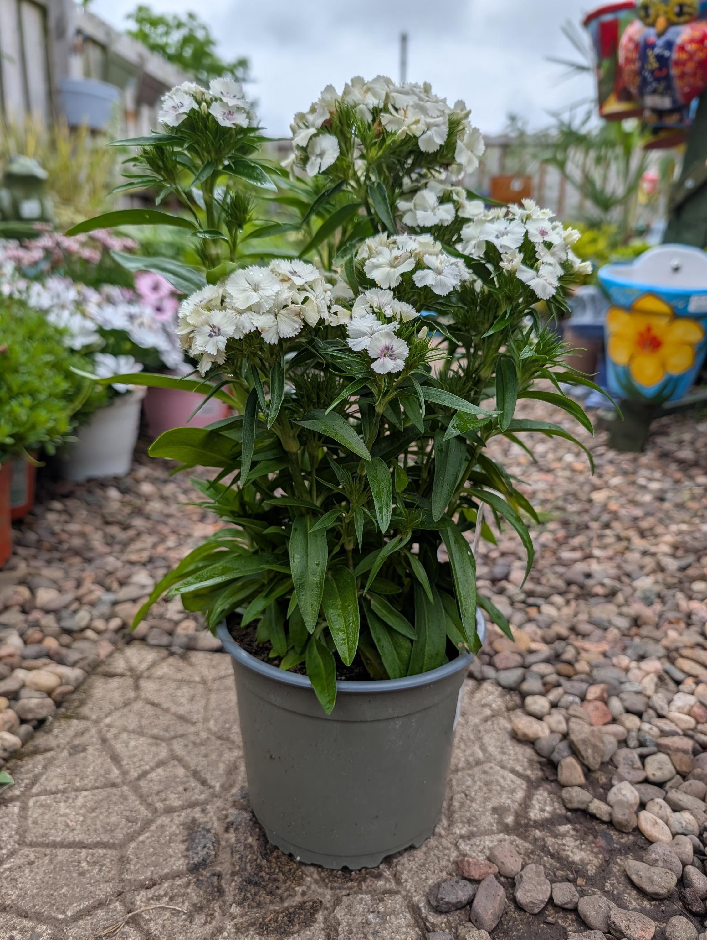 Sweet_William_Plant -2.jpg