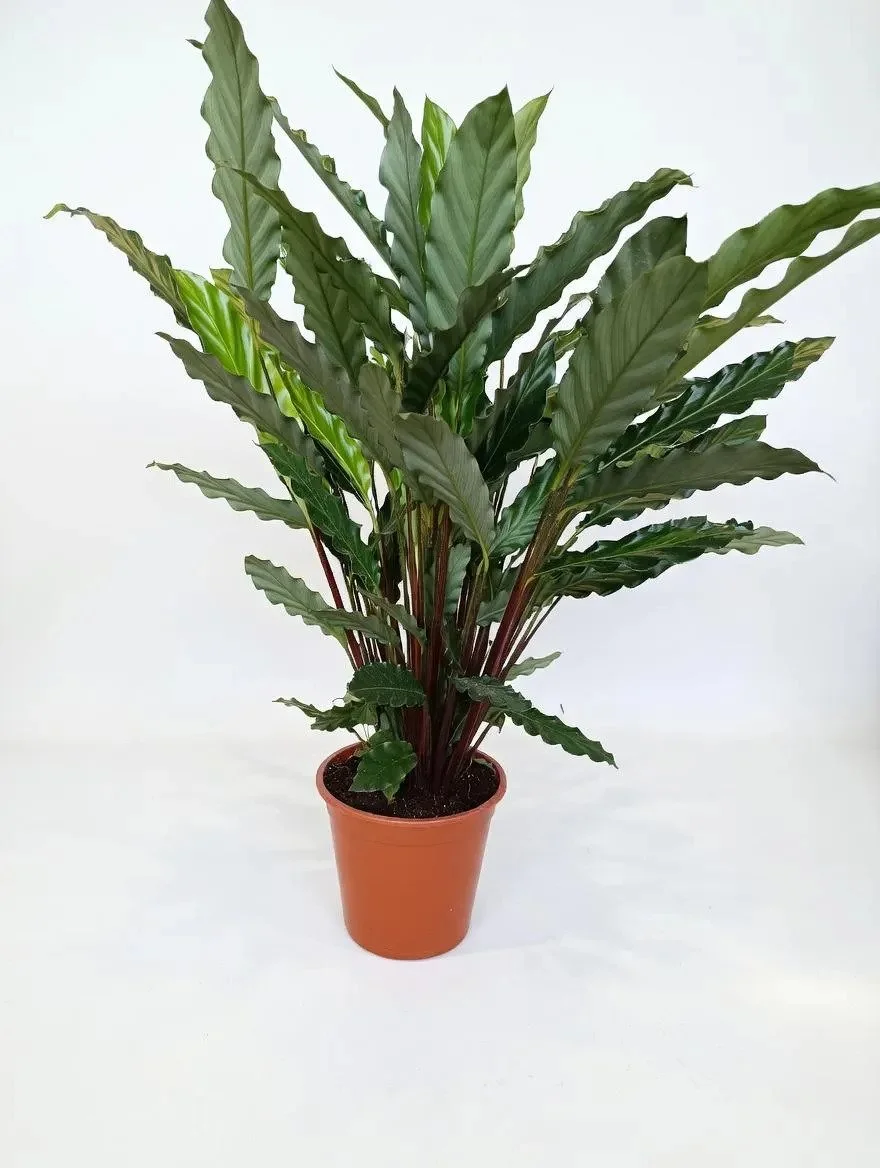 Calathea_Rufibarba-1.jpg