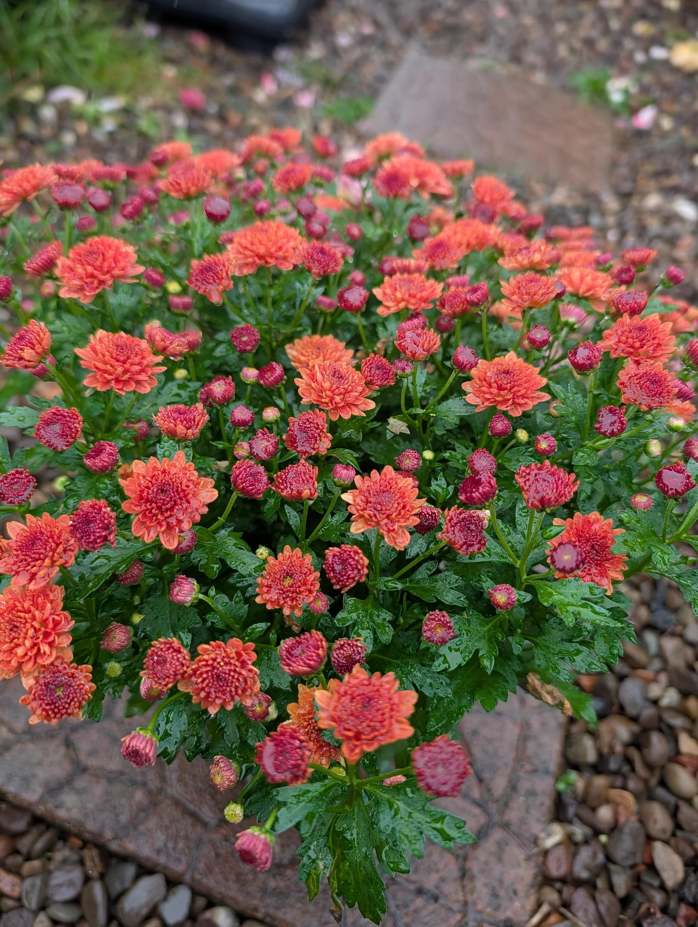 Chrysanthemum_Plant_1.5L_Pot-9.jpg