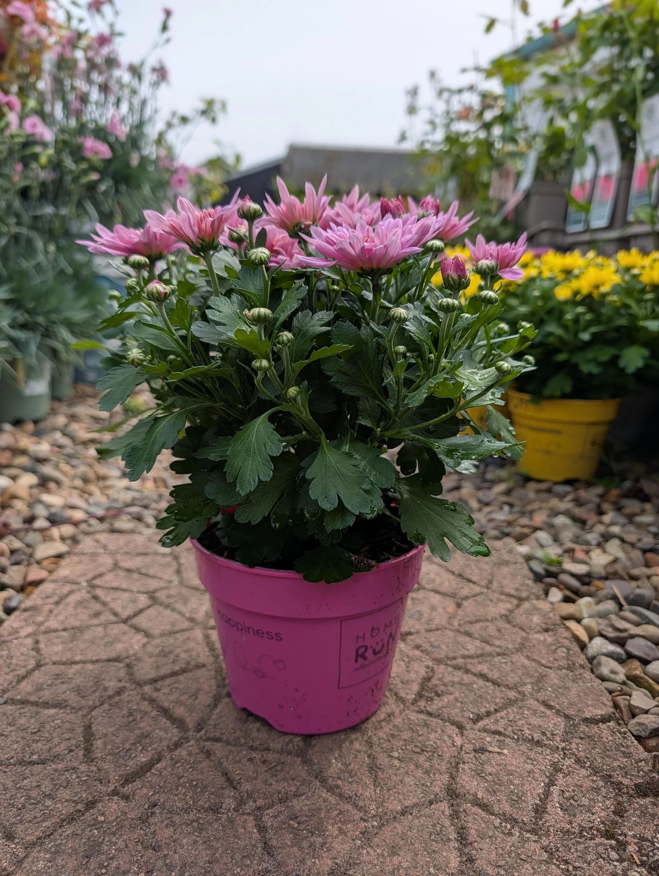 Chrysanthemum_Plant_1.5L_Pot.jpg
