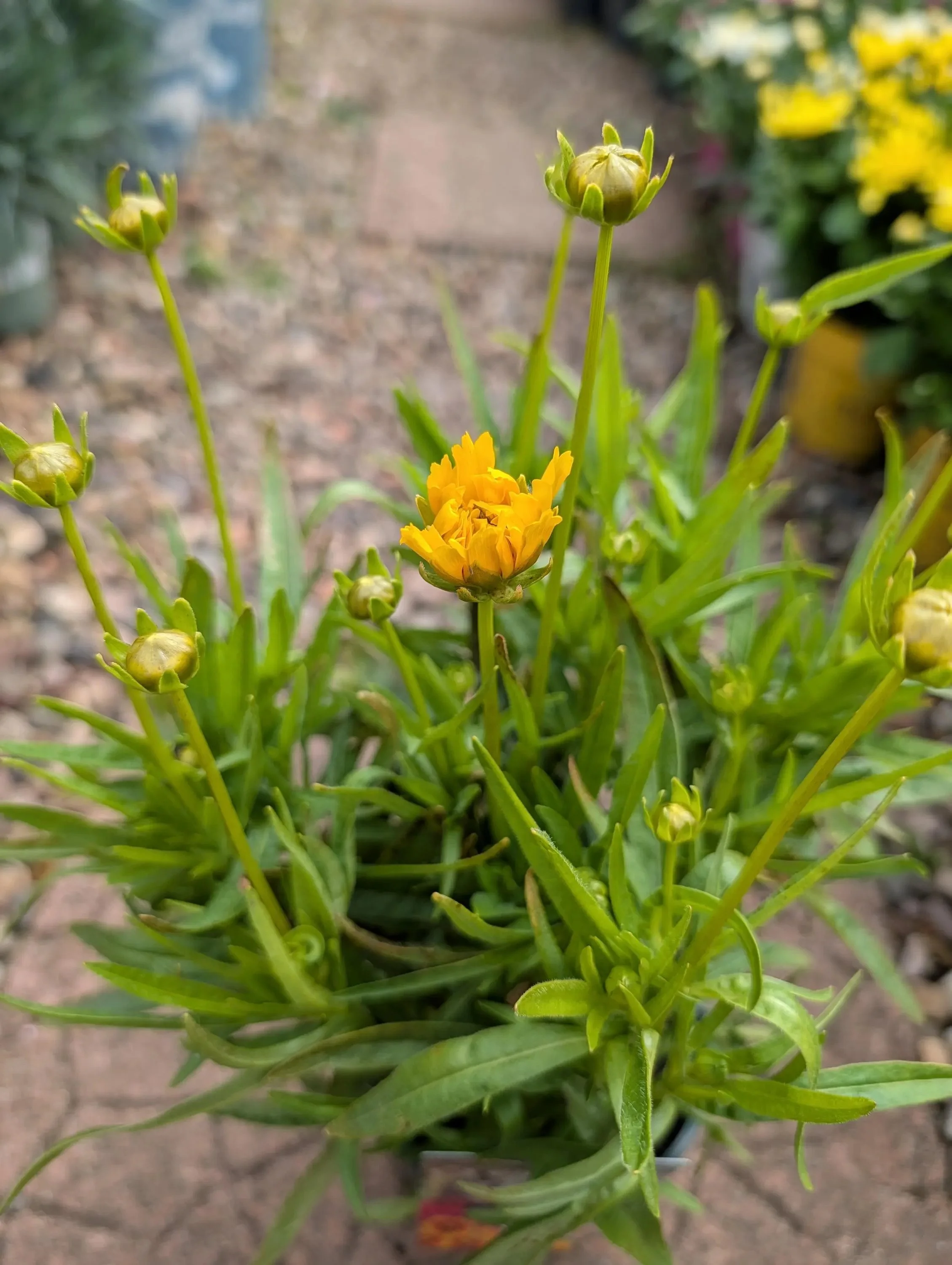 Coreopsis_Yellow_1L-2.jpg
