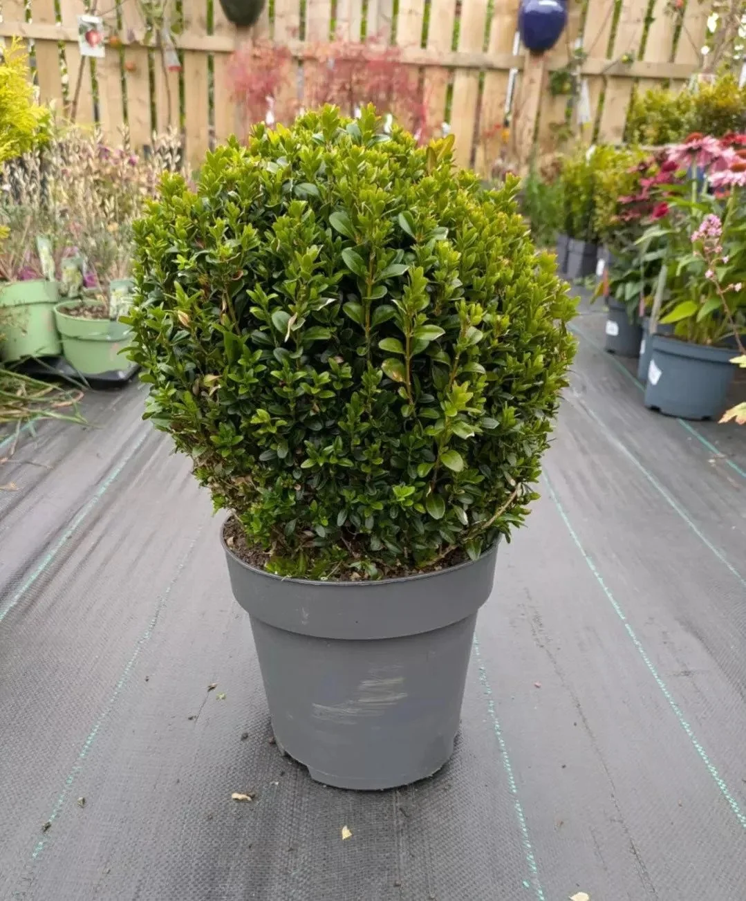 XL_Buxus.jpg