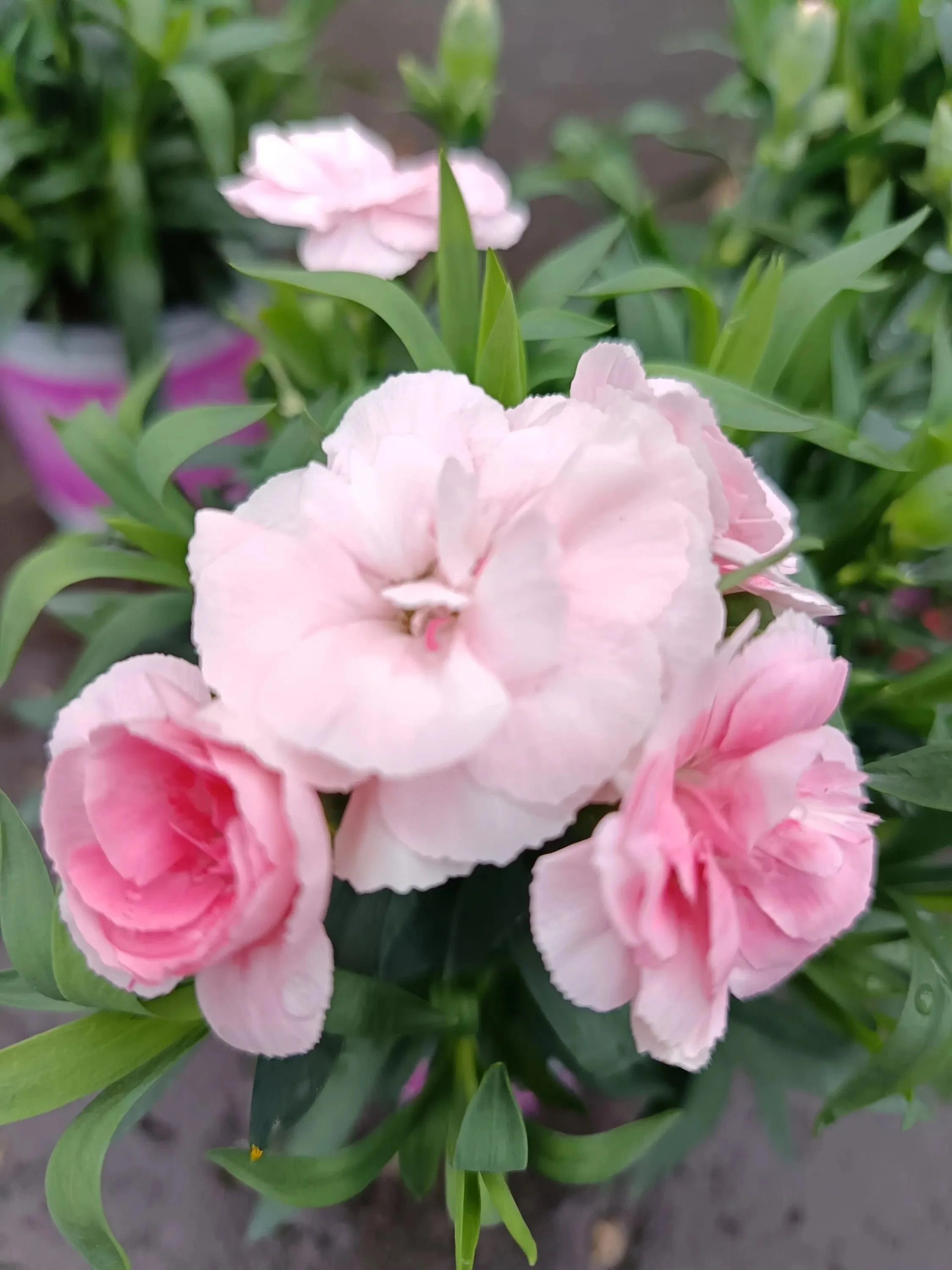 Dianthus_Plants-4.jpg