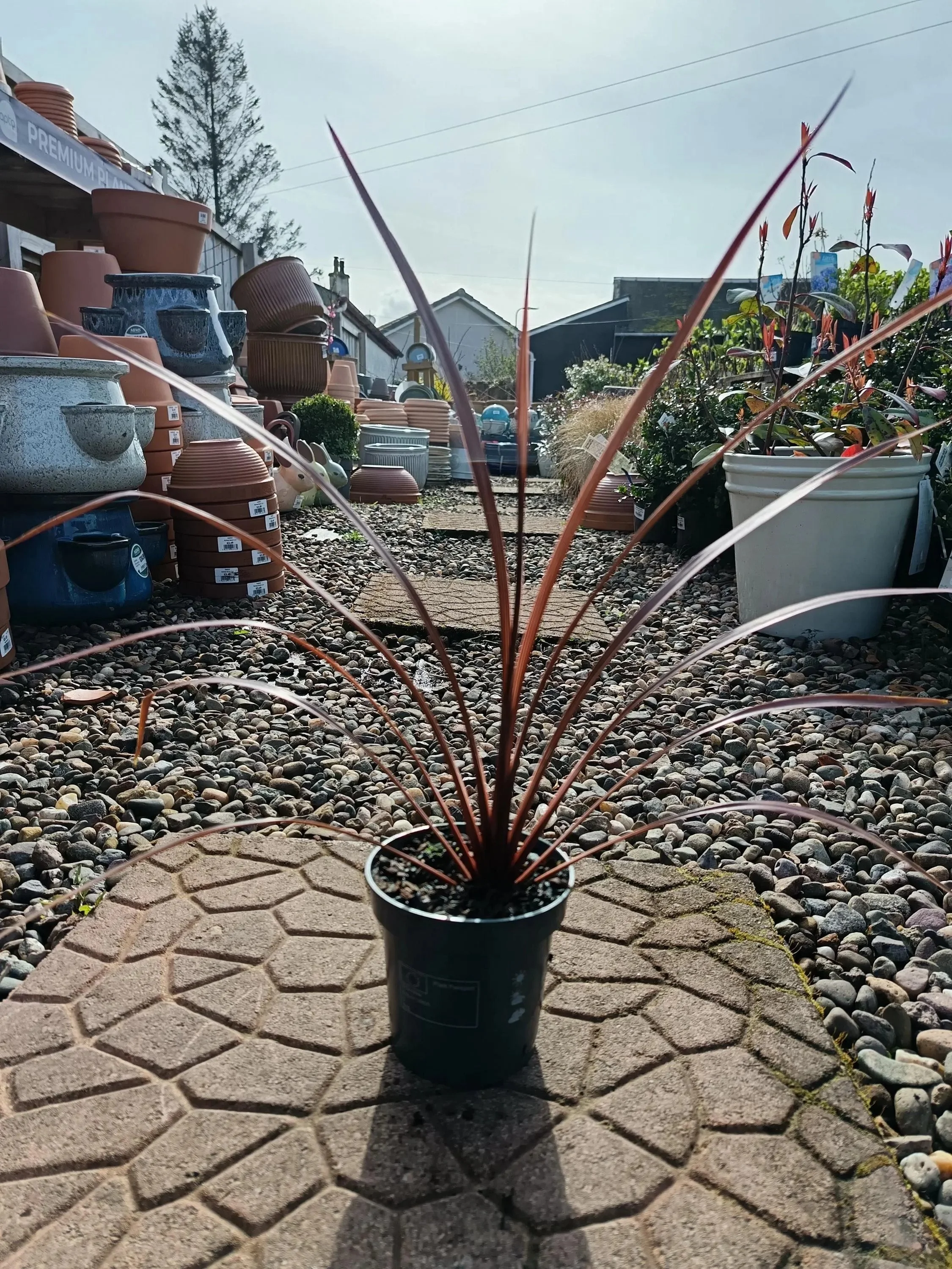 Cordyline_Australis_Red_Plant.jpg