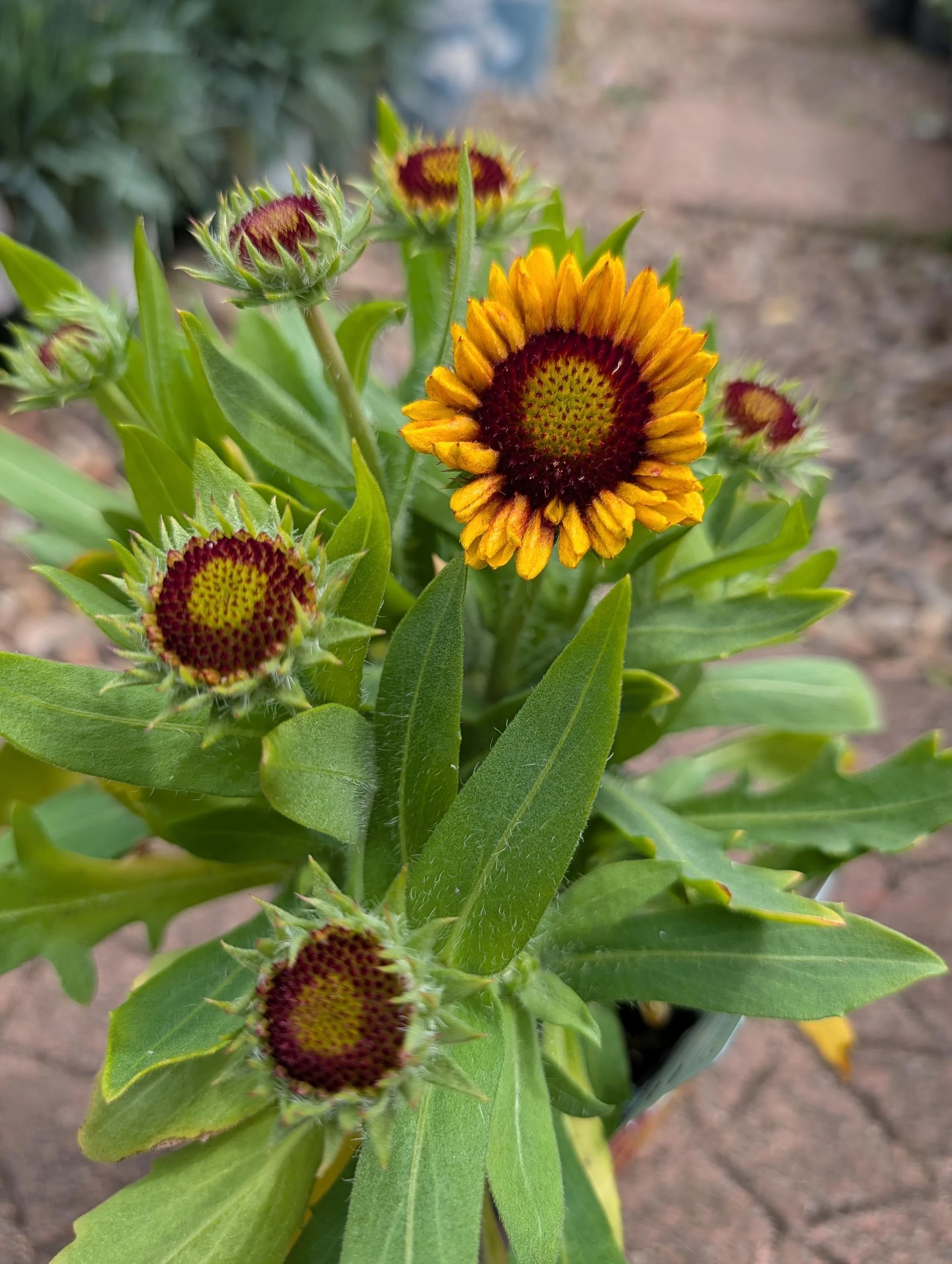 Gaillardia_Blanket_Flower-2.jpg