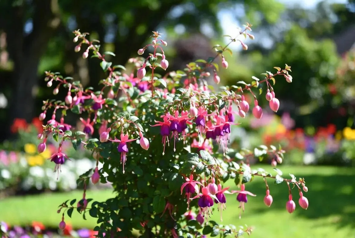 Pink_Purple_Fuchsia_Plants-8.jpg