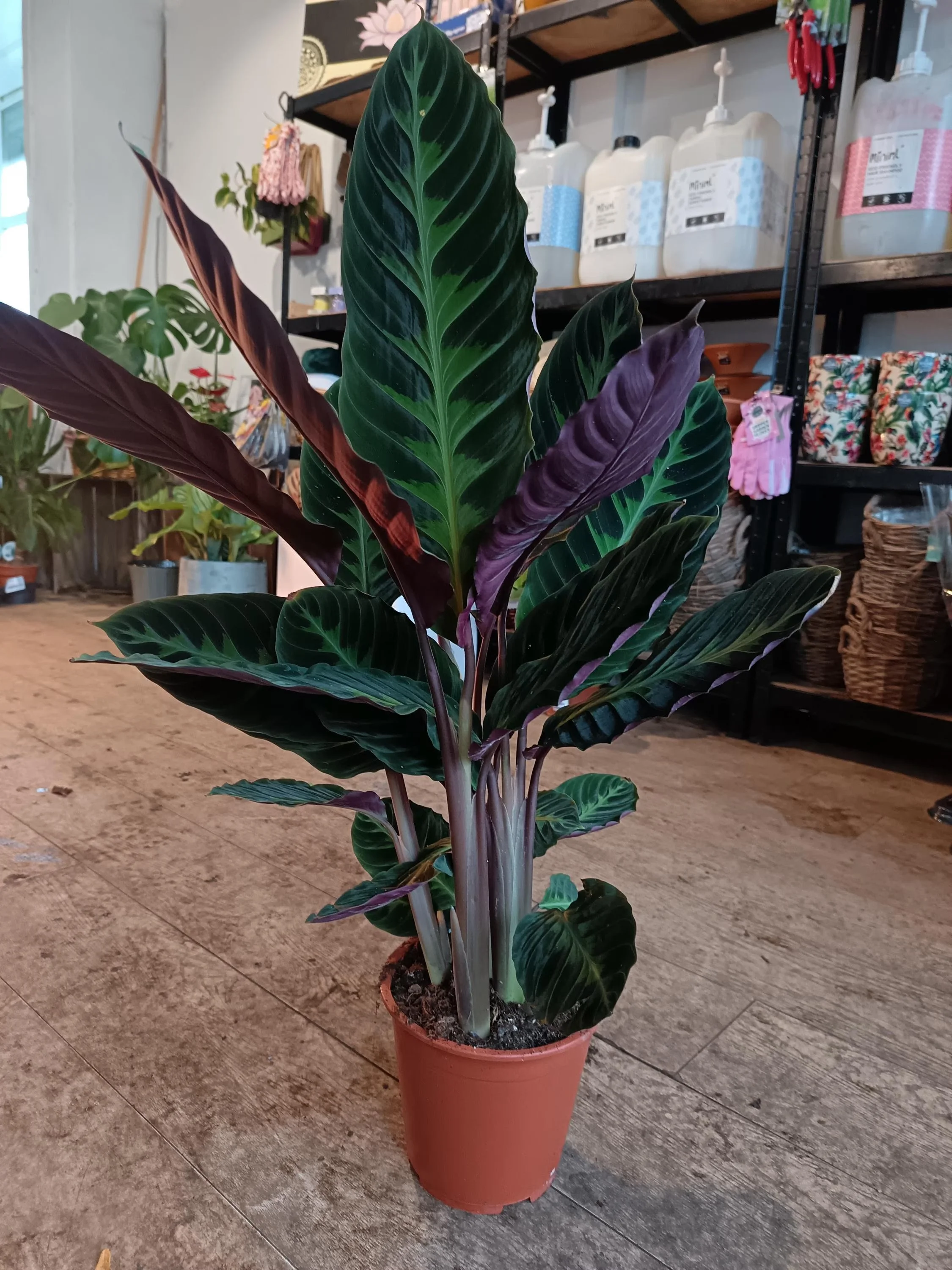 Calathea_Warscewiczii.jpg