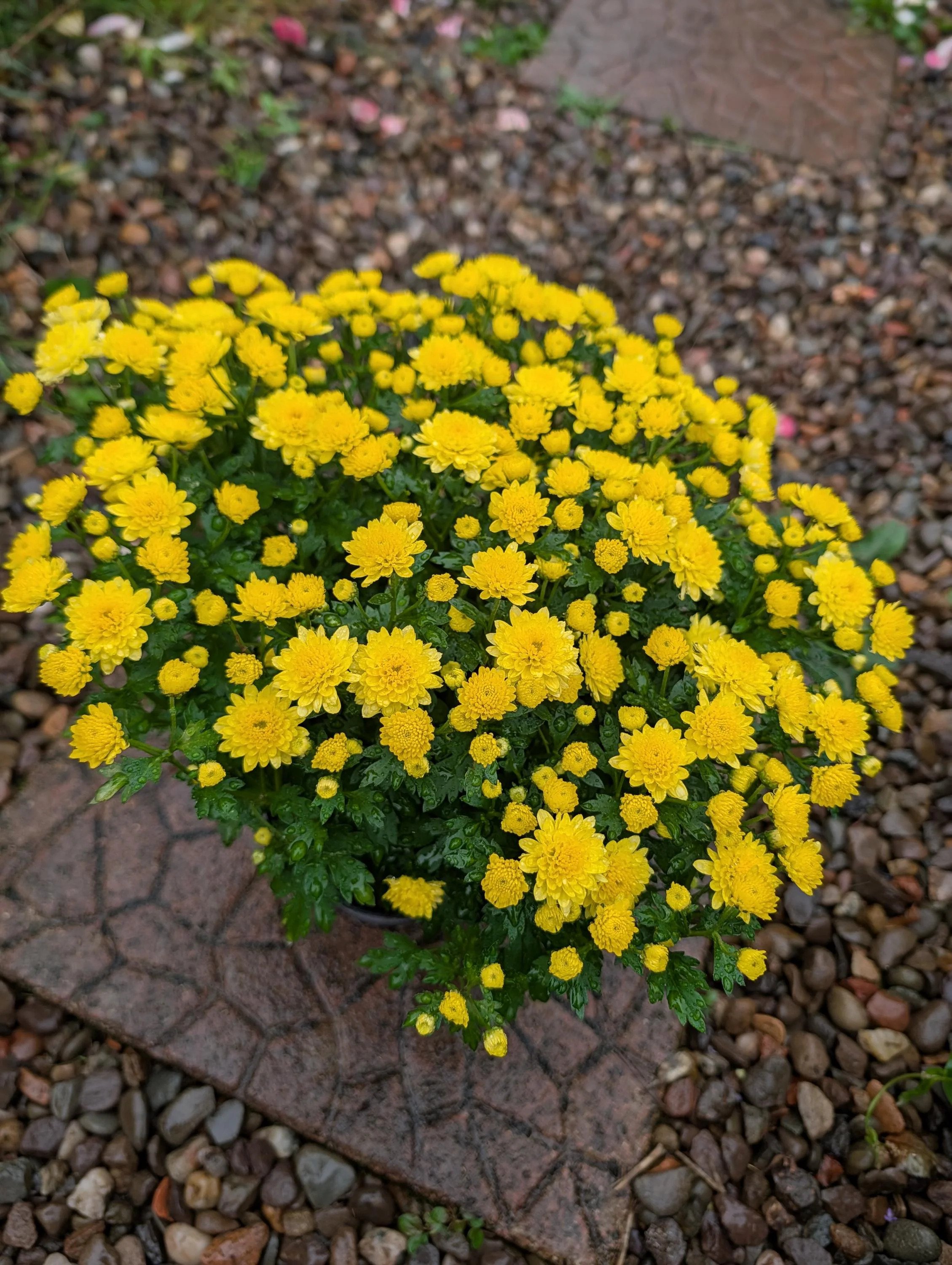 Chrysanthemum_Plant_1.5L_Pot-7.jpg