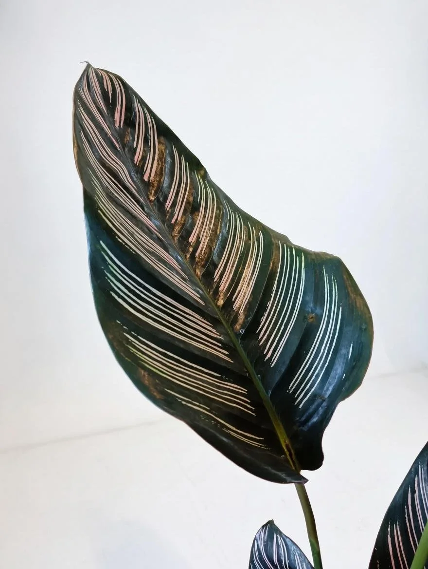 Calathea_Ornata-1.jpg