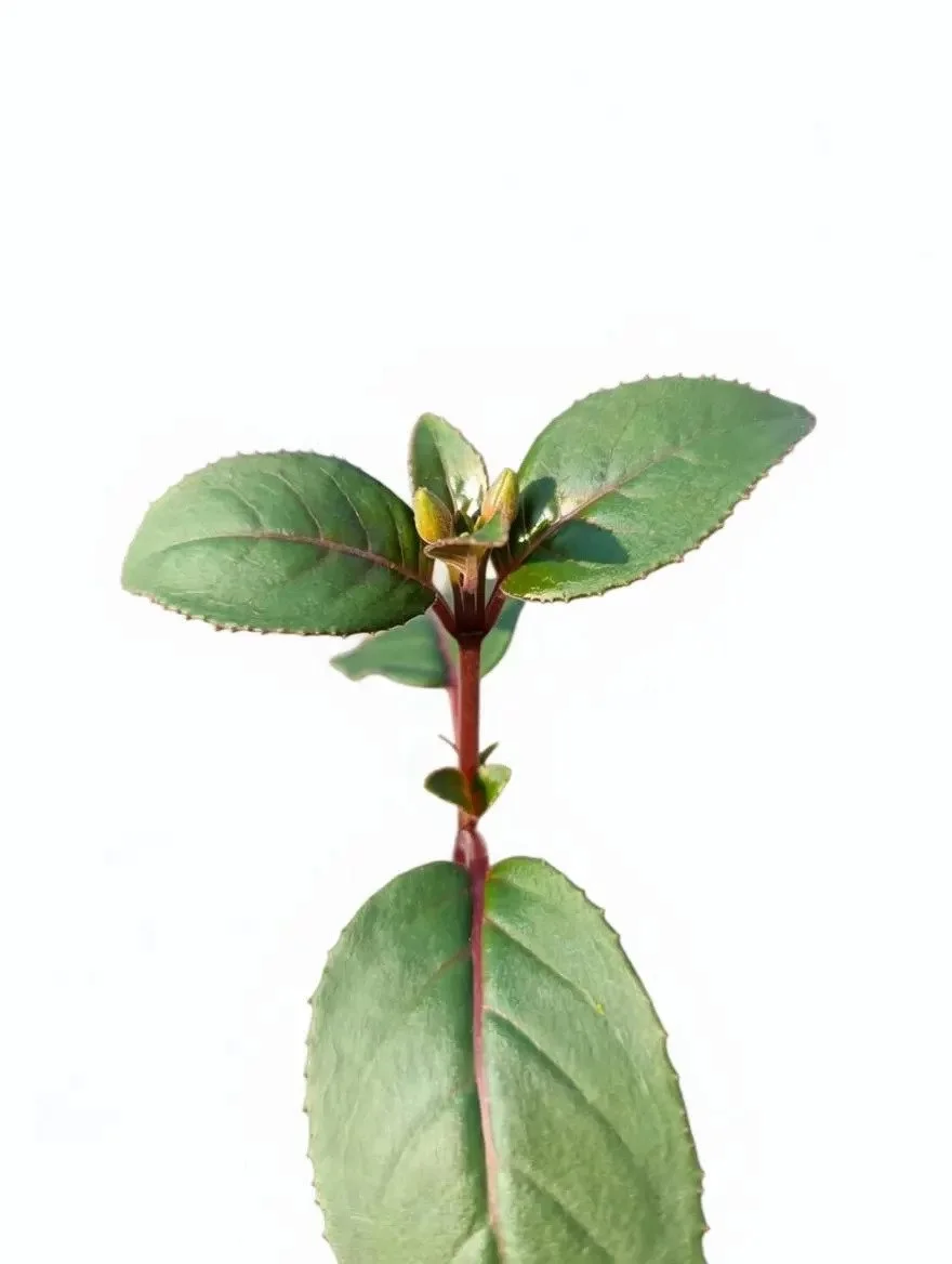 Pink_Purple_Fuchsia_Plants-9.jpg