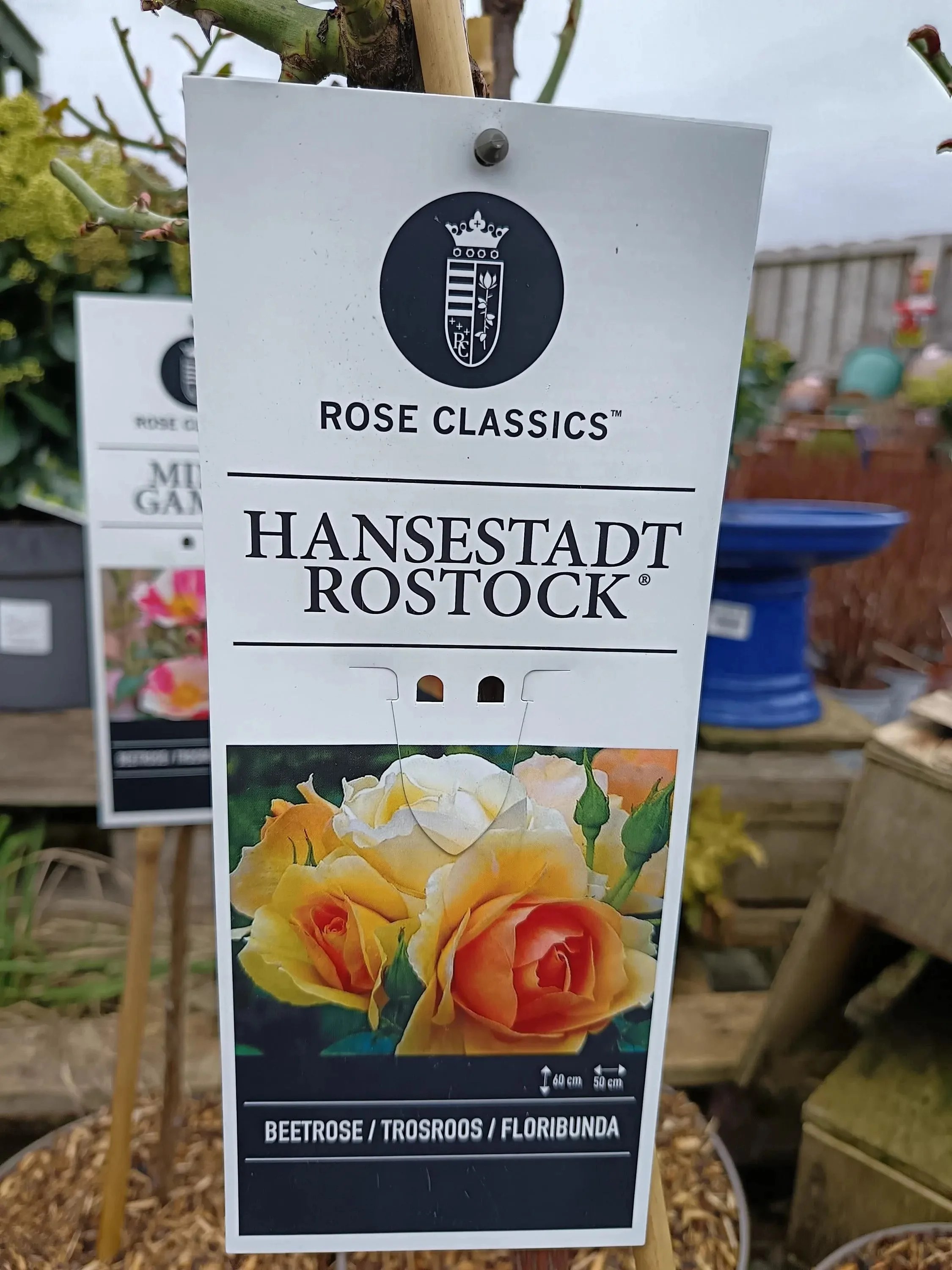 Garden_Roses_ 5L_Pot-Hansestadt.jpg